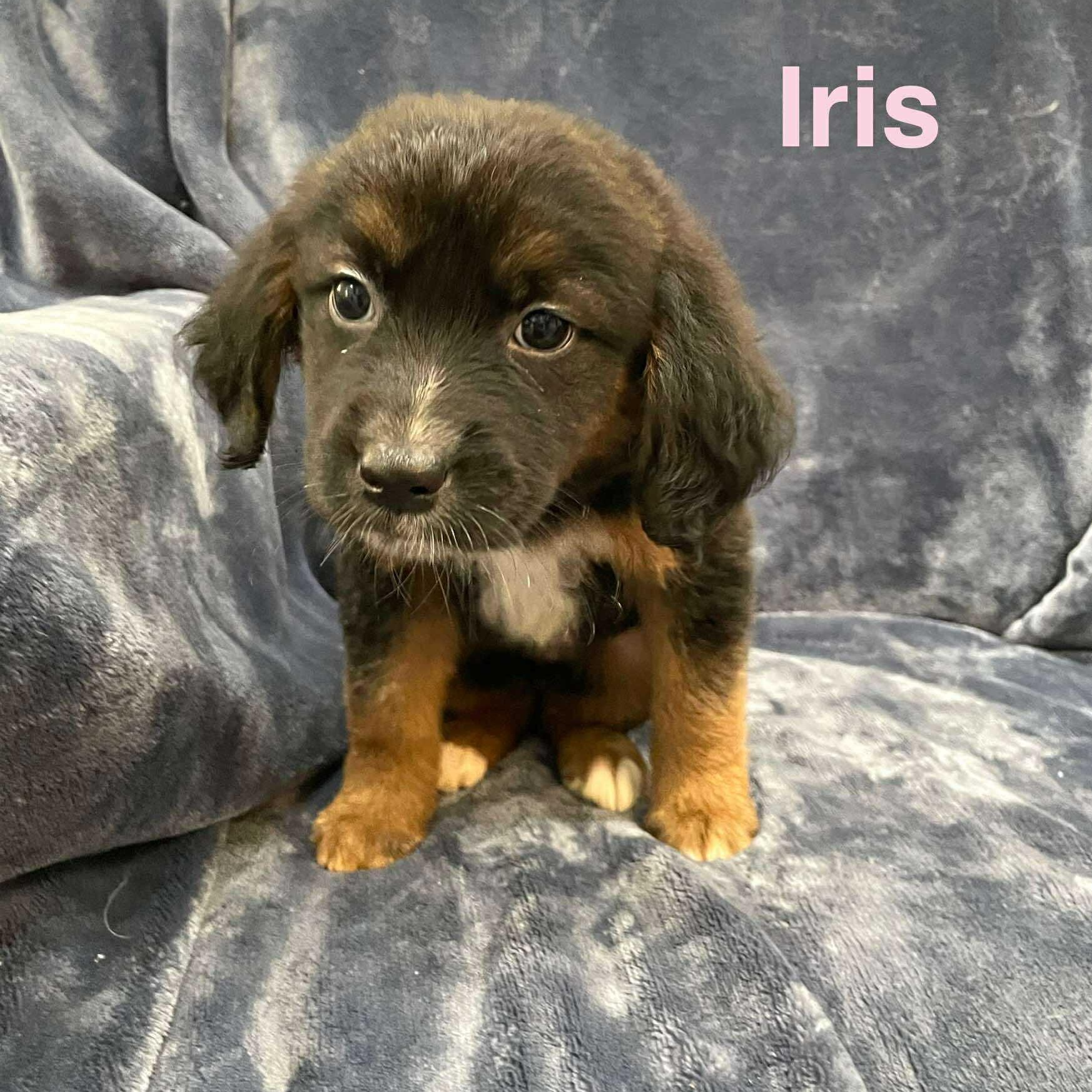 IRIS, an adoptable Pekingese in Madisonville, LA, 70447 | Photo Image 3