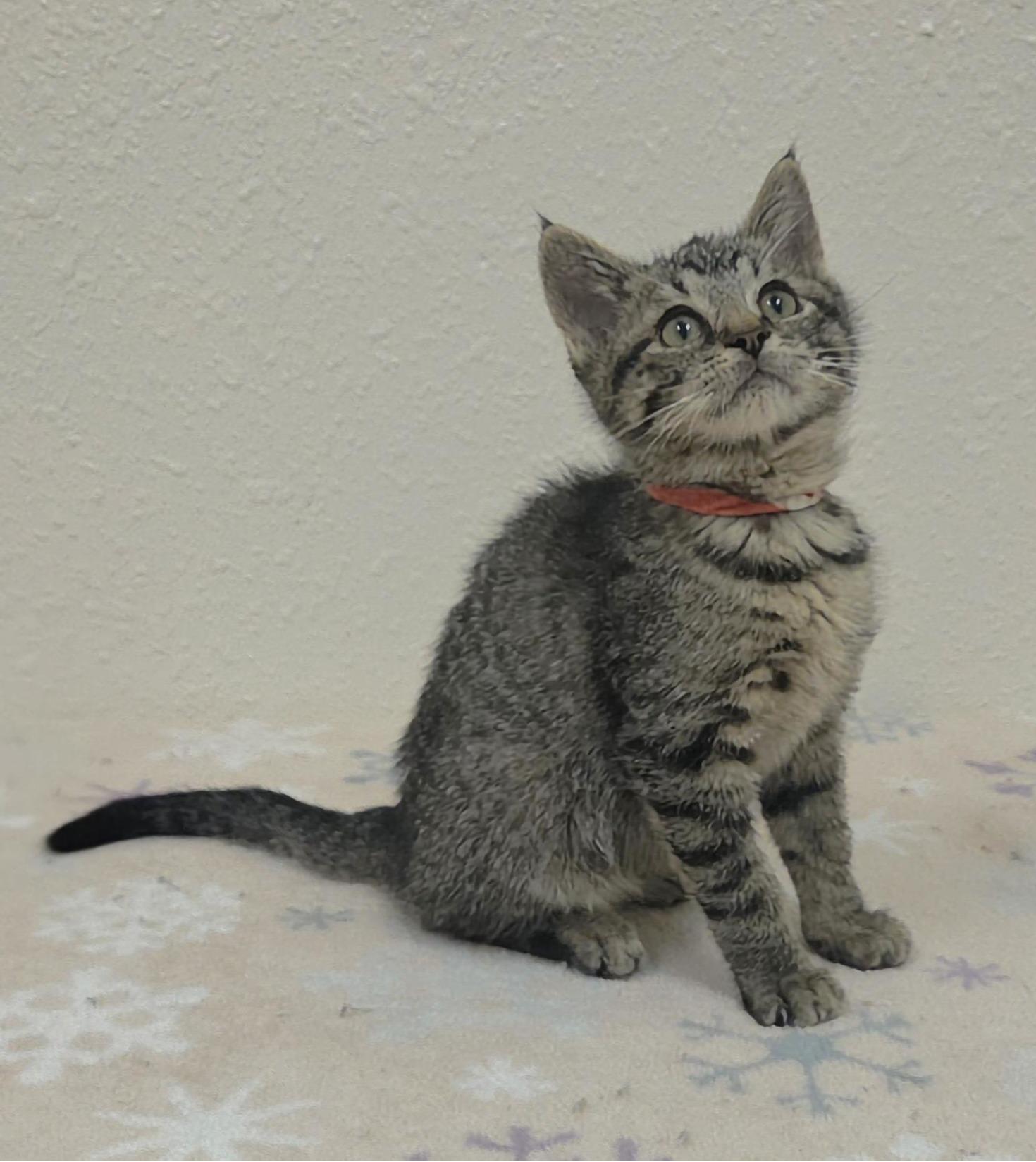 Enlarge Kirby, a Adoptable Domestic Short Hair in Red Wing, MN image 1/2