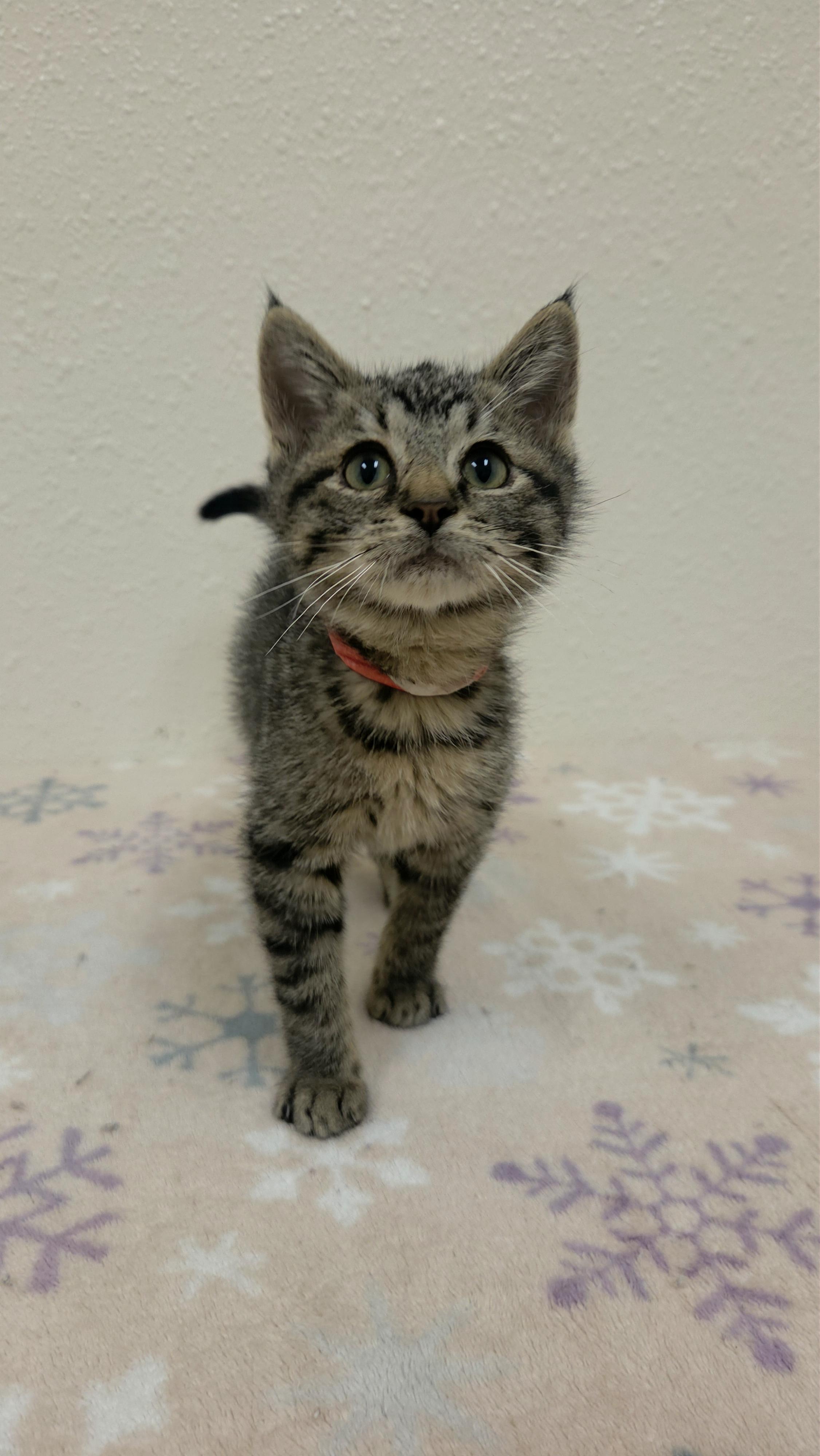 Enlarge Kirby, a Adoptable Domestic Short Hair in Red Wing, MN image 2/2