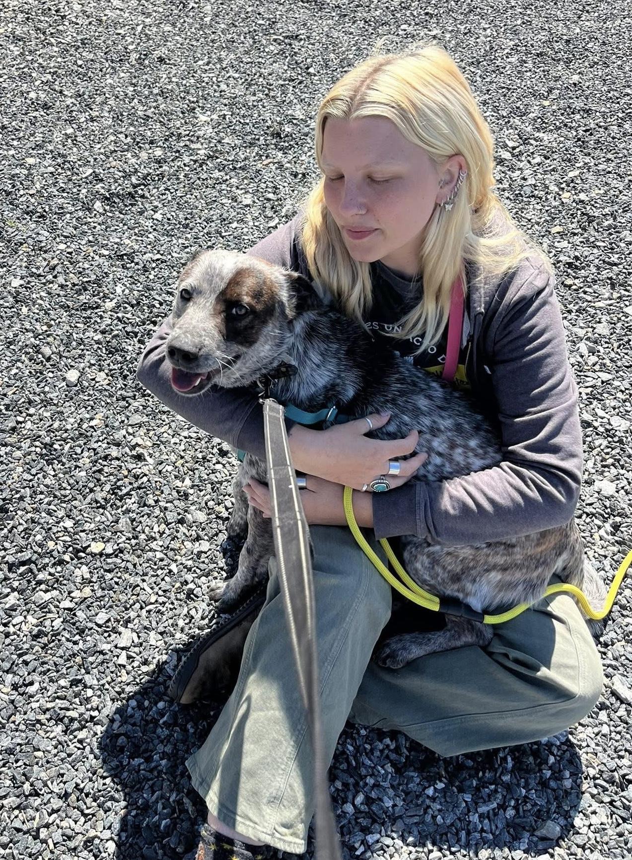 Rosemary, a ADOPTABLE Australian Cattle Dog / Blue Heeler in Marshall, NC image 3/6