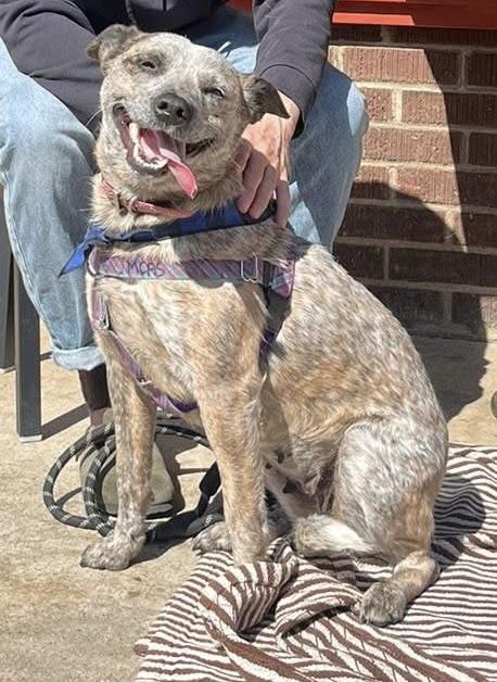 Rosemary, a ADOPTABLE Australian Cattle Dog / Blue Heeler in Marshall, NC image 2/6
