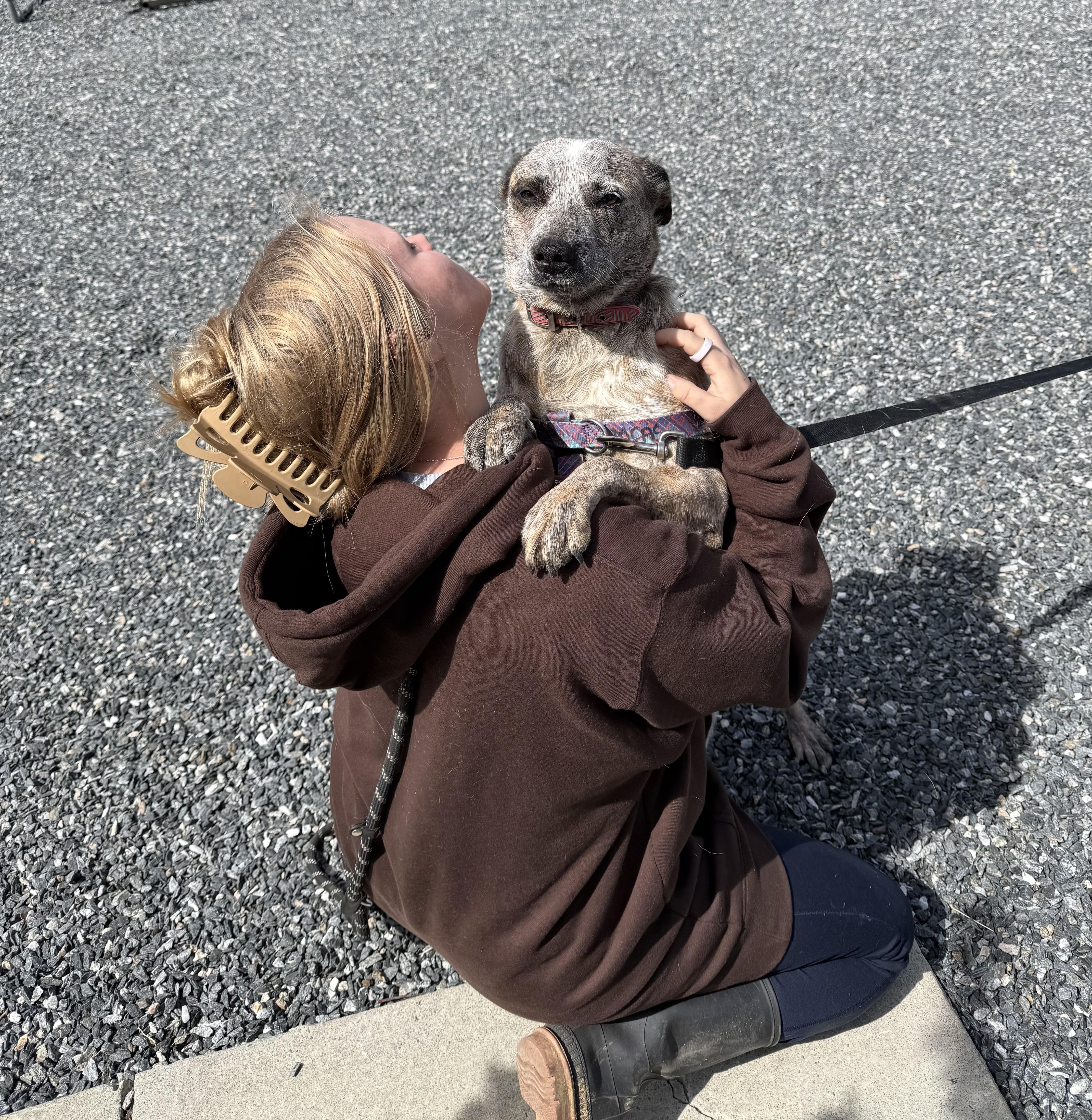 Rosemary, a ADOPTABLE Australian Cattle Dog / Blue Heeler in Marshall, NC image 6/6