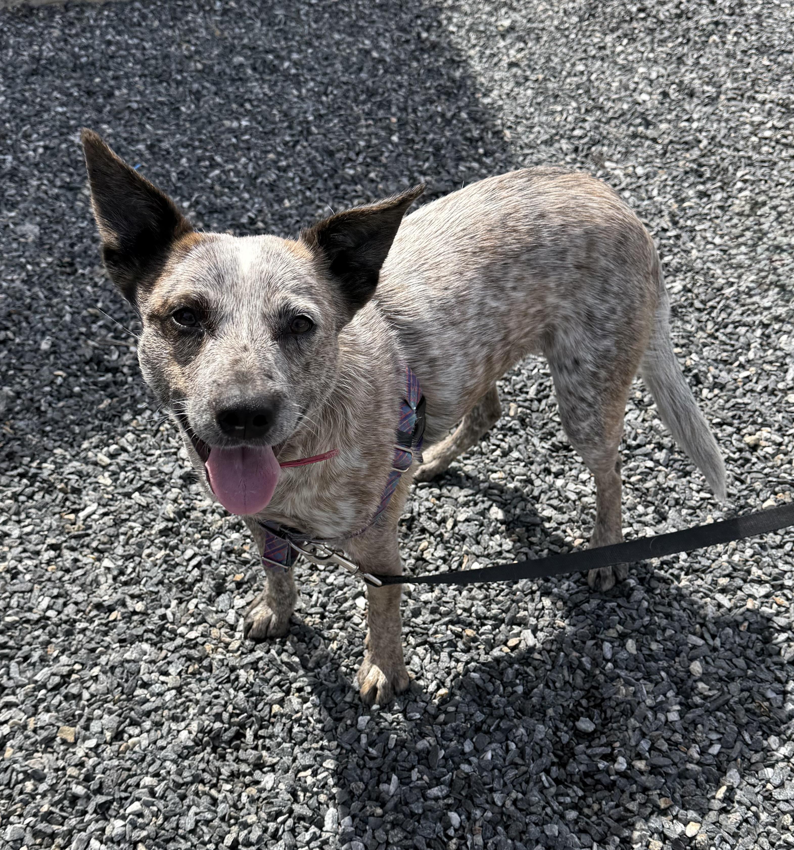Rosemary, a ADOPTABLE Australian Cattle Dog / Blue Heeler in Marshall, NC image 4/6