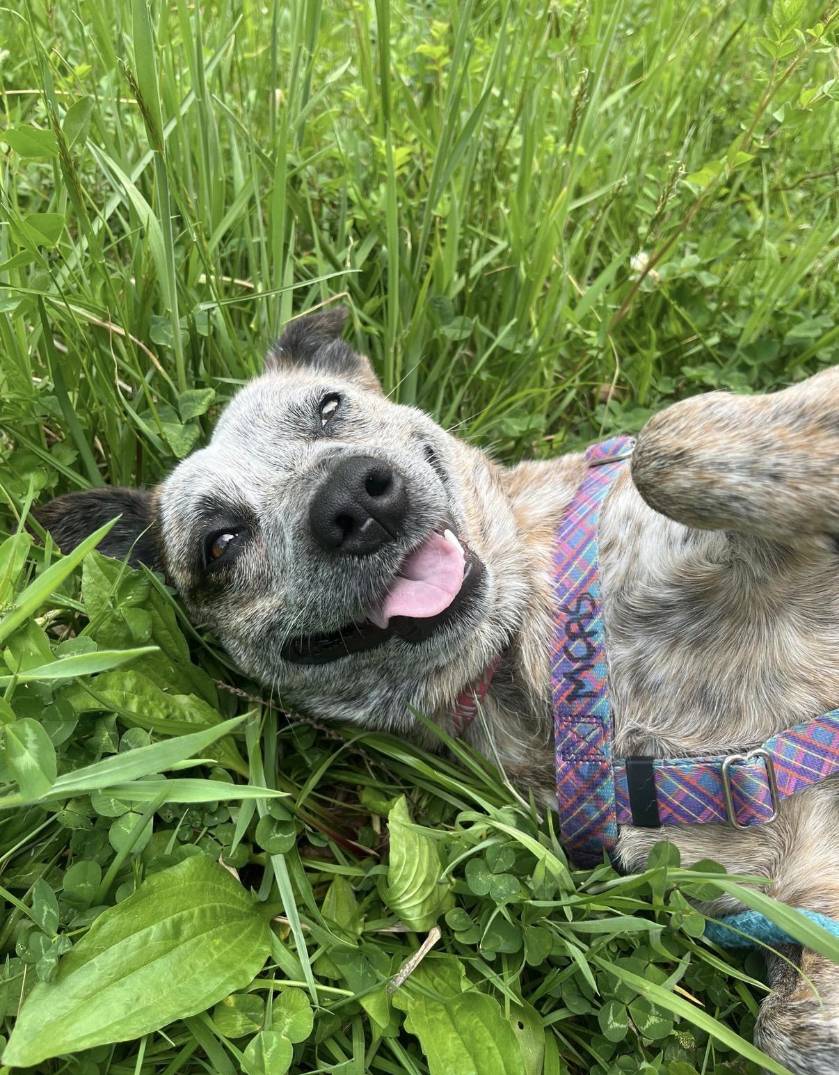 Rosemary, a ADOPTABLE Australian Cattle Dog / Blue Heeler in Marshall, NC image 1/6