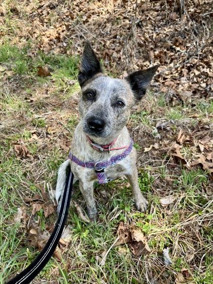 Rosemary, a ADOPTABLE Australian Cattle Dog / Blue Heeler in Marshall, NC image 5/6