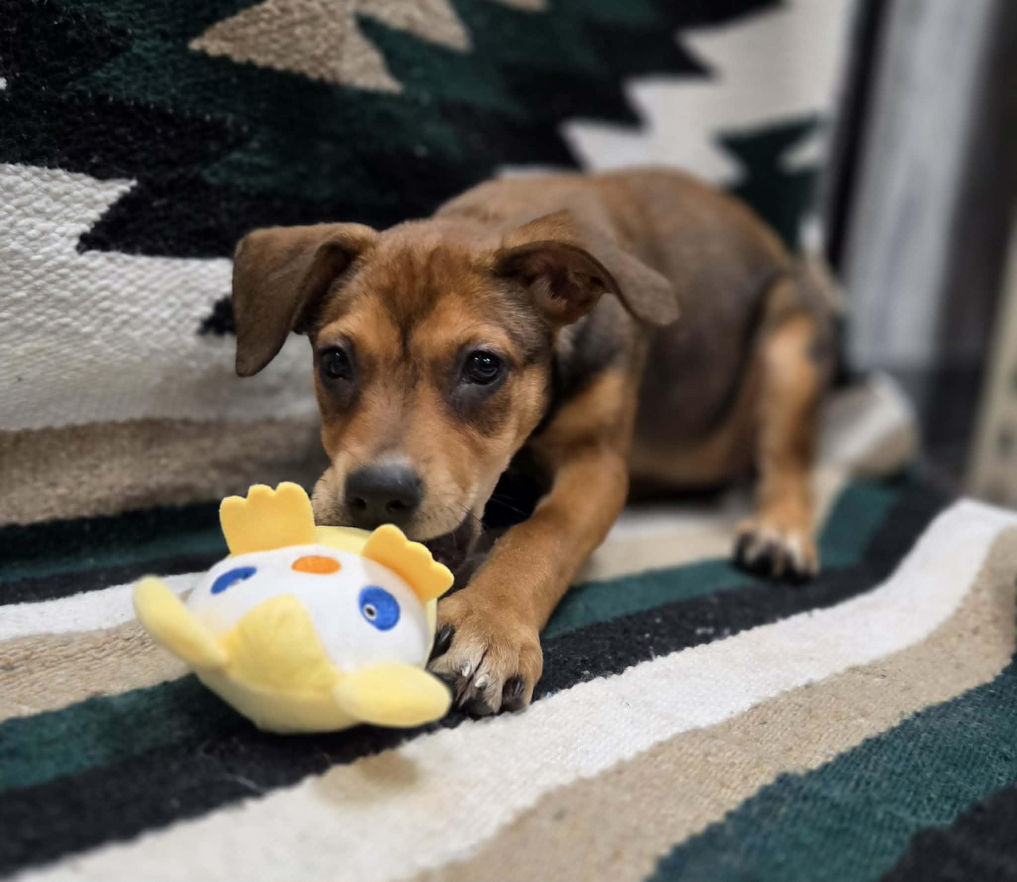 Enlarge River the mixed breed puppy, a Adoptable mixed breed in Muskego, WI image 6/6