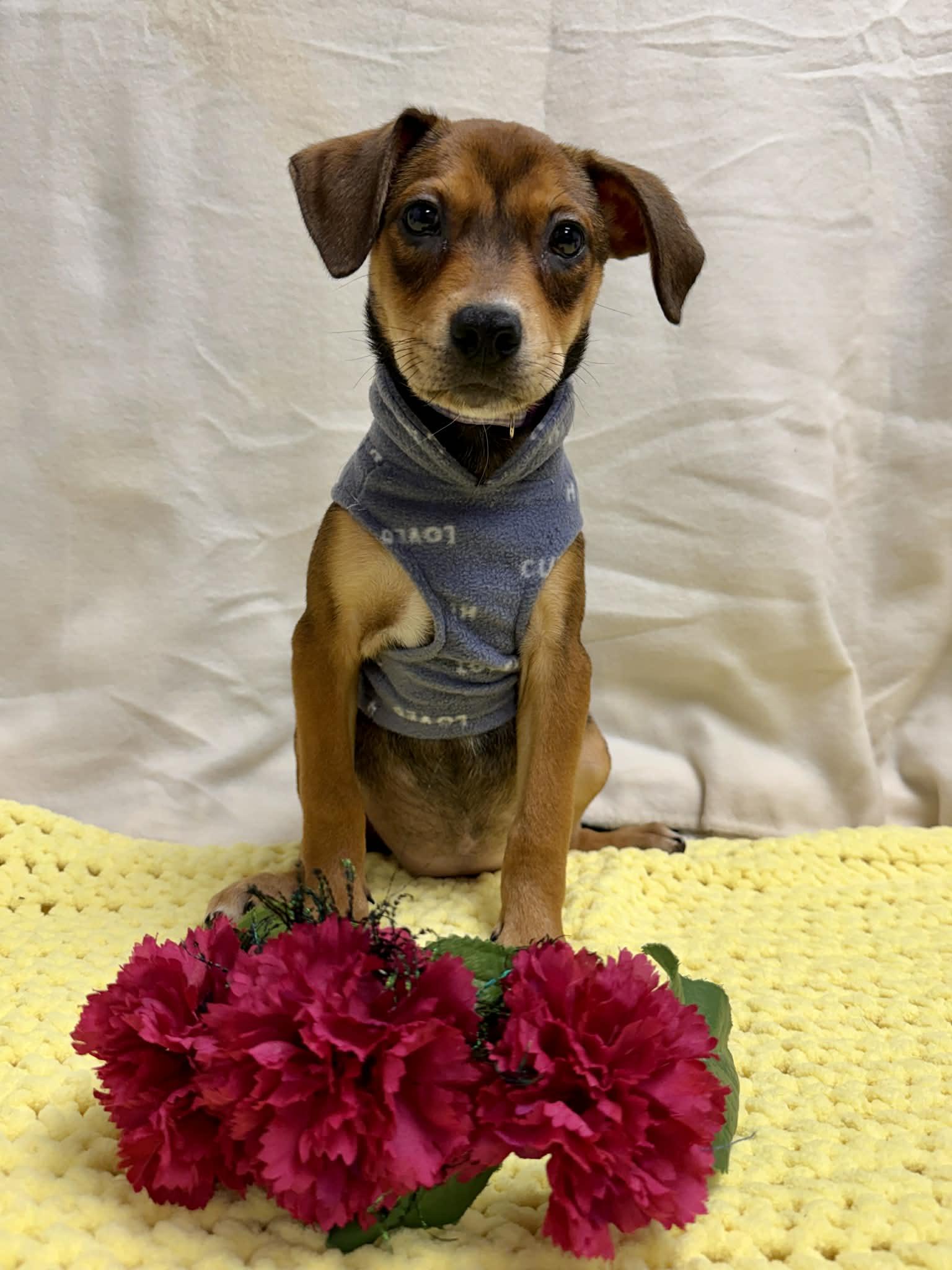 Enlarge River the mixed breed puppy, a Adoptable mixed breed in Muskego, WI image 4/6