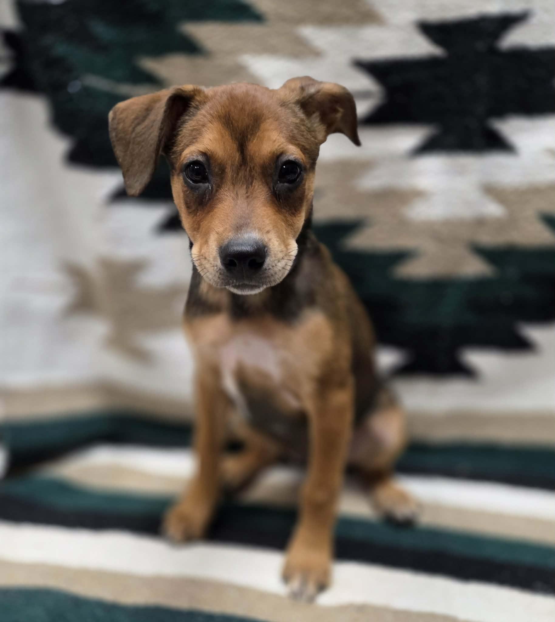 River the mixed breed puppy, Adoptable, Puppy Female Terrier & Australian Shepherd.