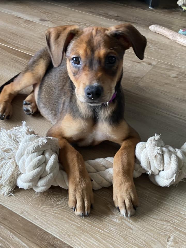 Enlarge River the mixed breed puppy, a Adoptable mixed breed in Muskego, WI image 2/6