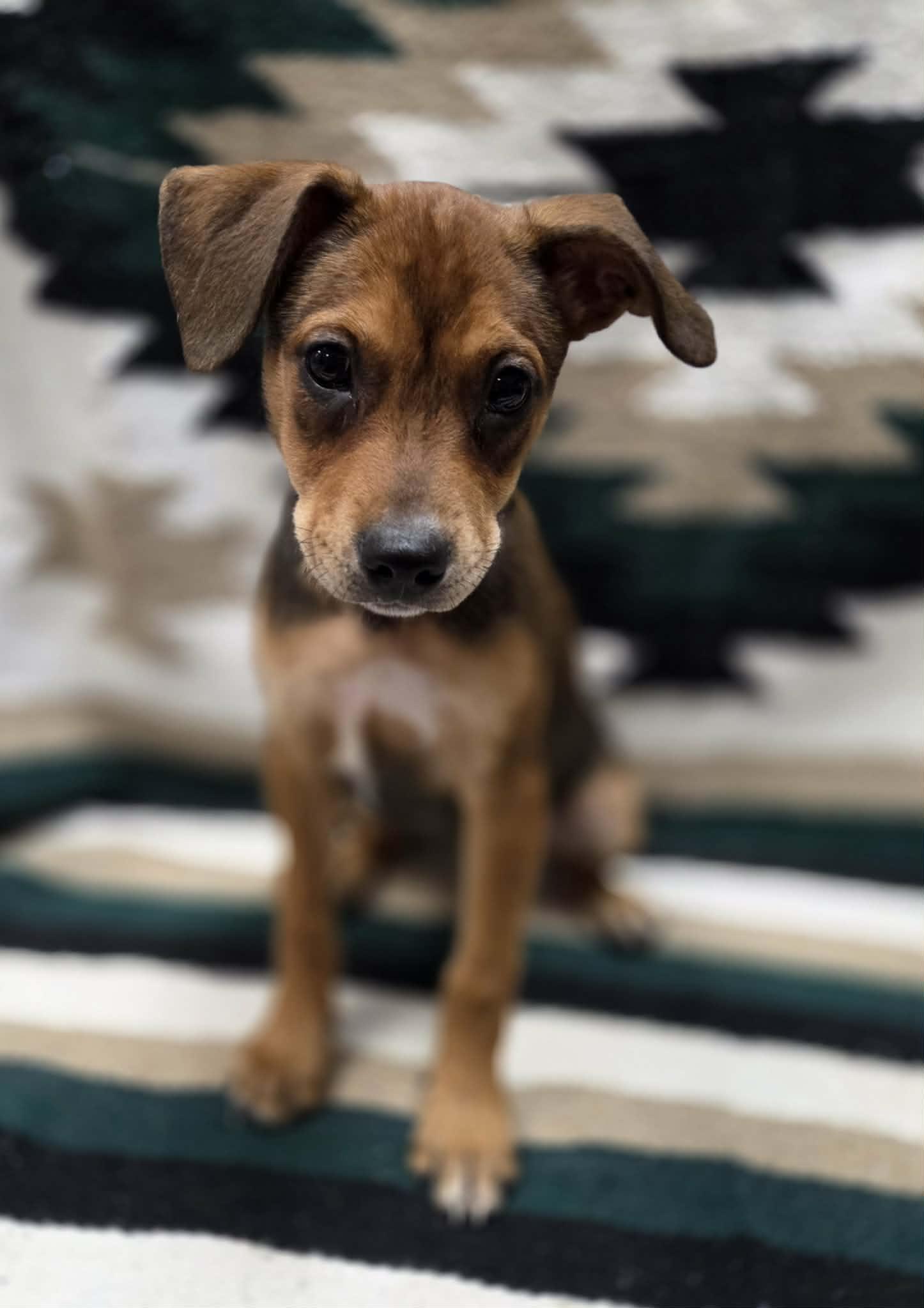 Enlarge River the mixed breed puppy, a Adoptable mixed breed in Muskego, WI image 5/6