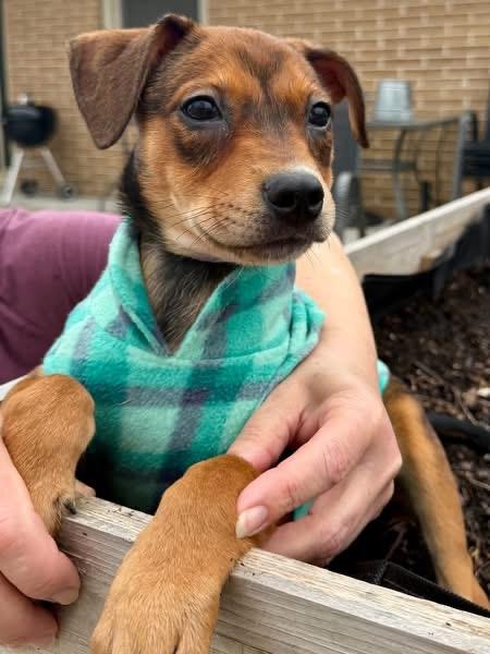 Enlarge River the mixed breed puppy, a Adoptable mixed breed in Muskego, WI image 3/6