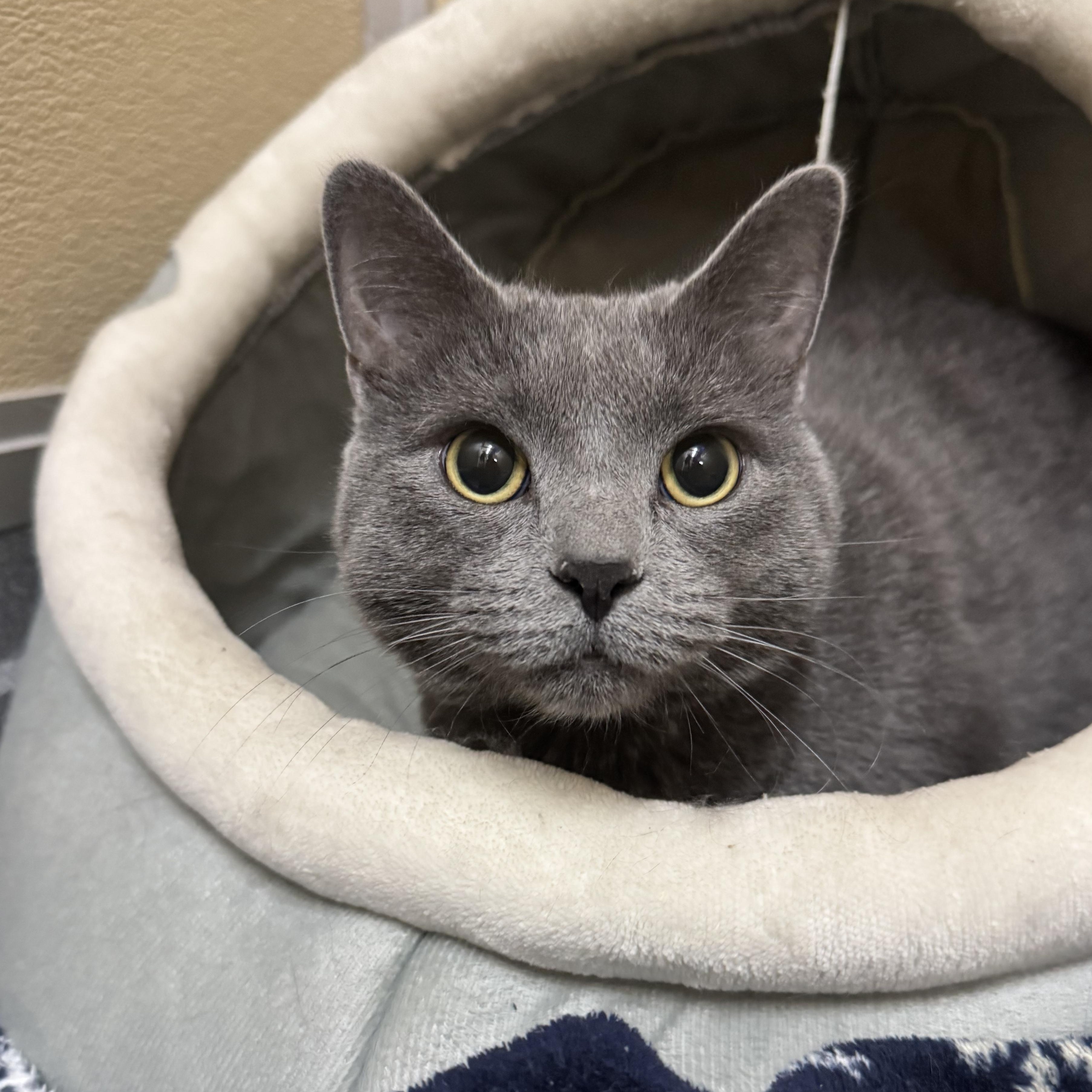 Enlarge Spruce, an adopted Domestic Short Hair in Tomah, WI image 6/6