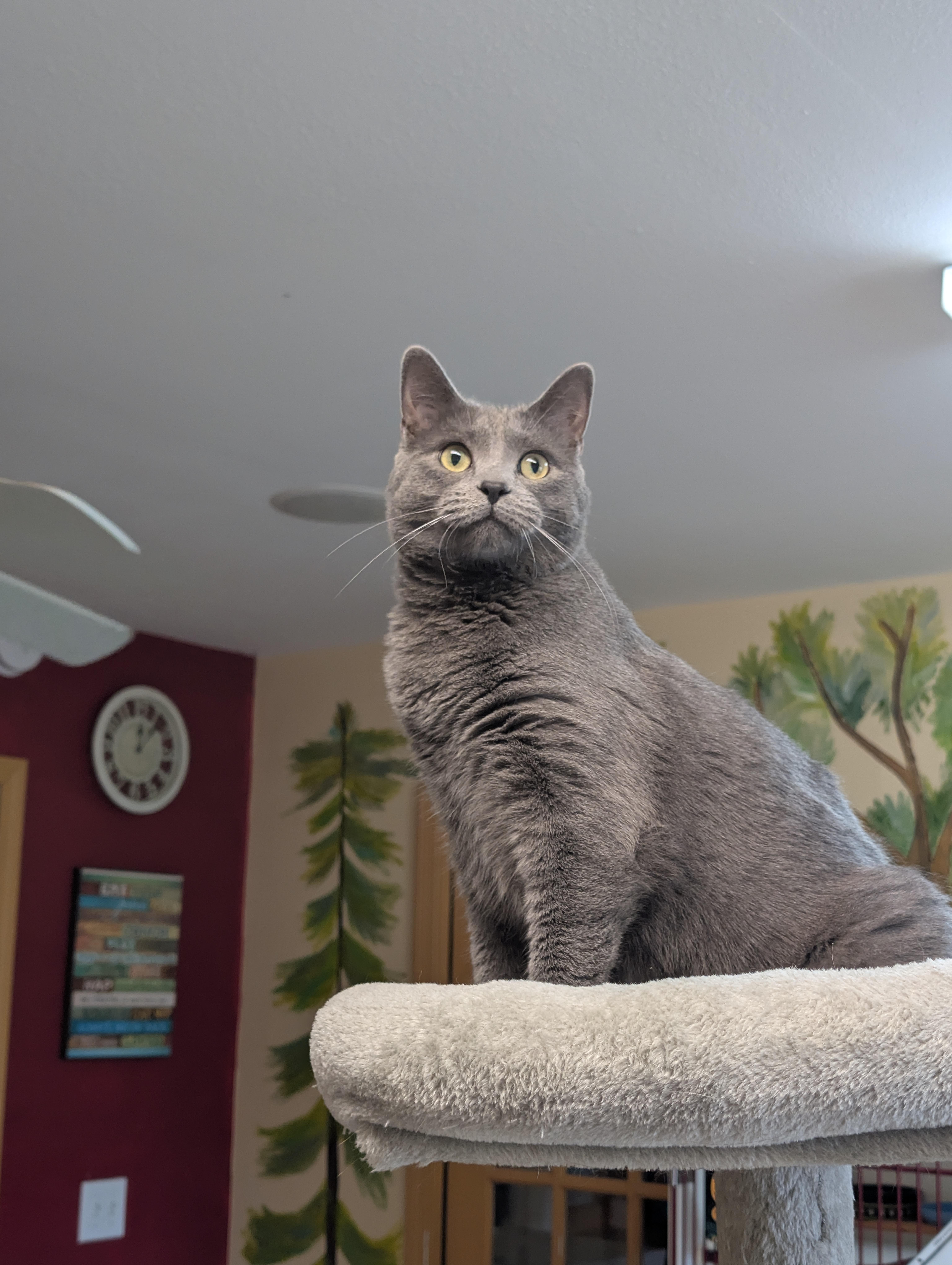 Enlarge Spruce, an adopted Domestic Short Hair in Tomah, WI image 4/6