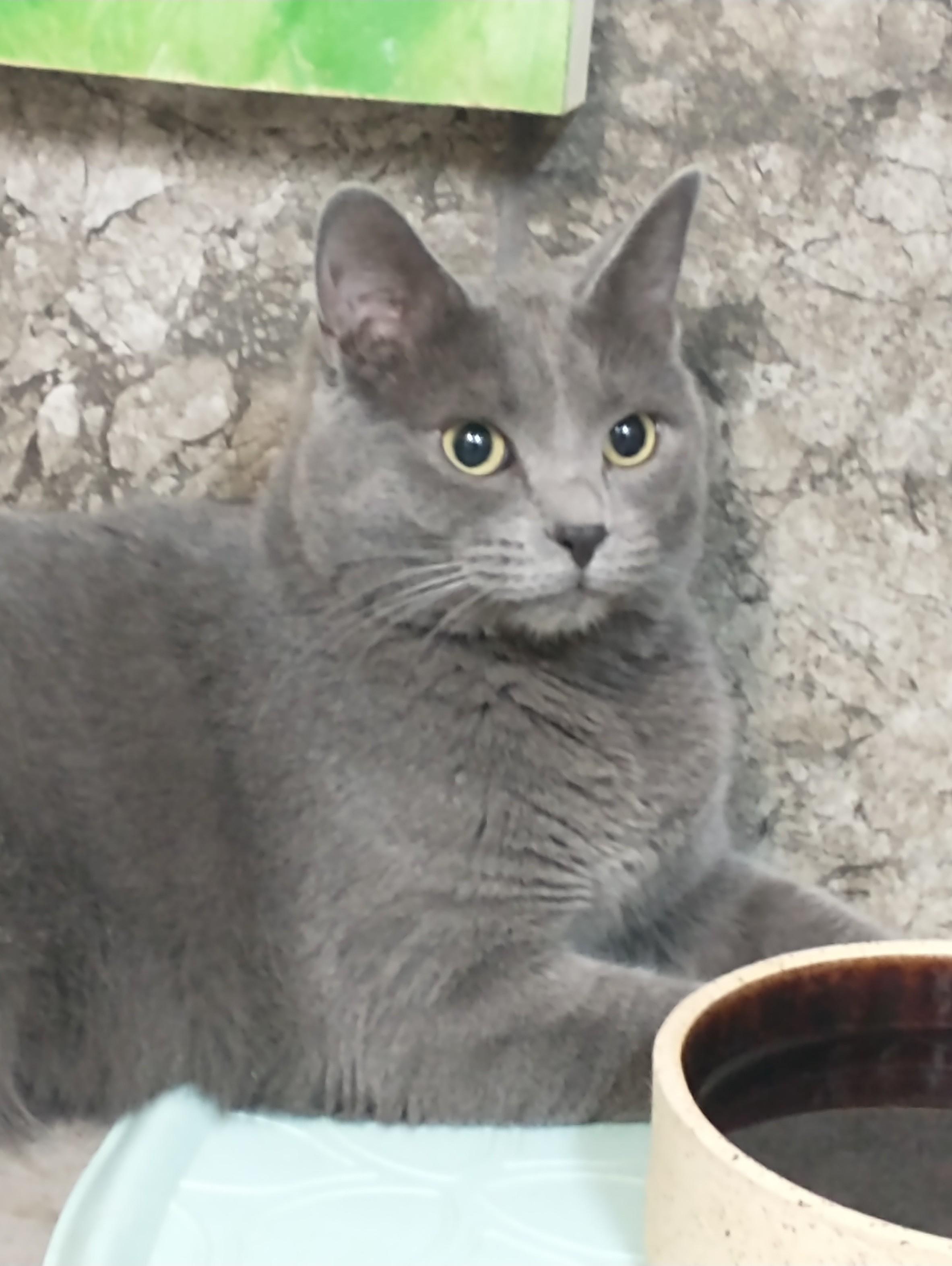 Enlarge Spruce, an adopted Domestic Short Hair in Tomah, WI image 2/6