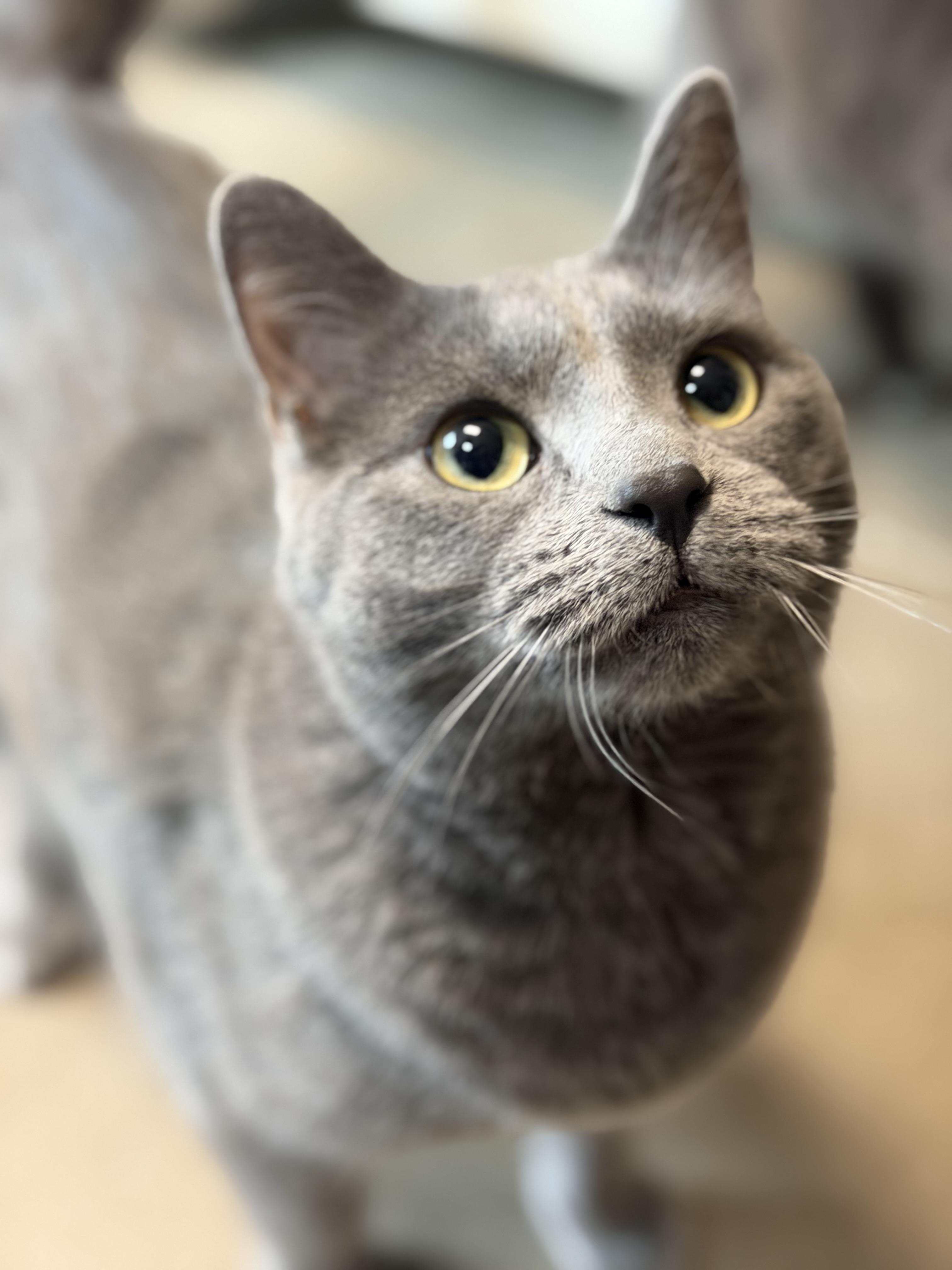 Enlarge Spruce, an adopted Domestic Short Hair in Tomah, WI image 3/6