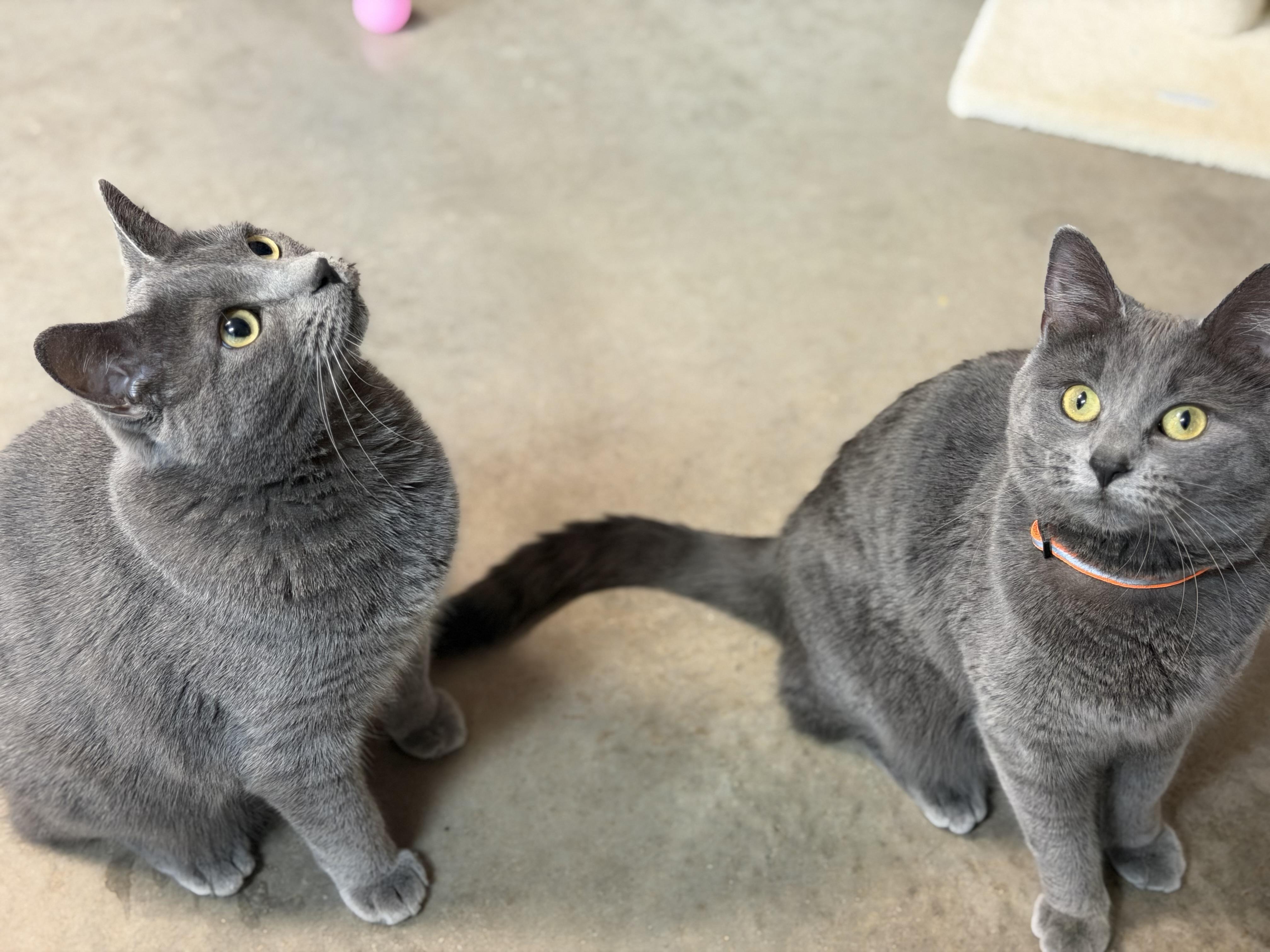 Enlarge Spruce, an adopted Domestic Short Hair in Tomah, WI image 5/6