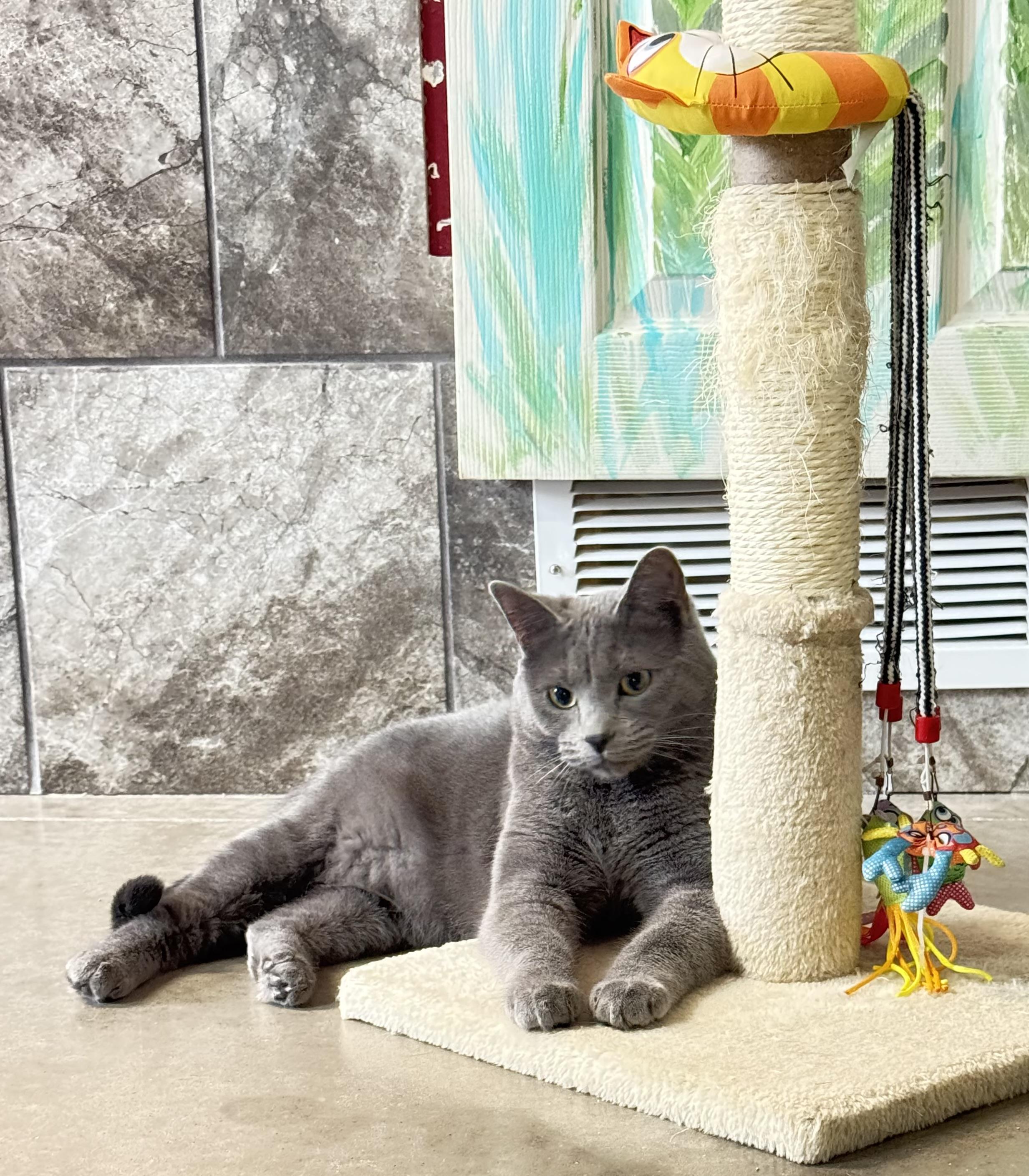 Enlarge Spruce, an adopted Domestic Short Hair in Tomah, WI image 1/6