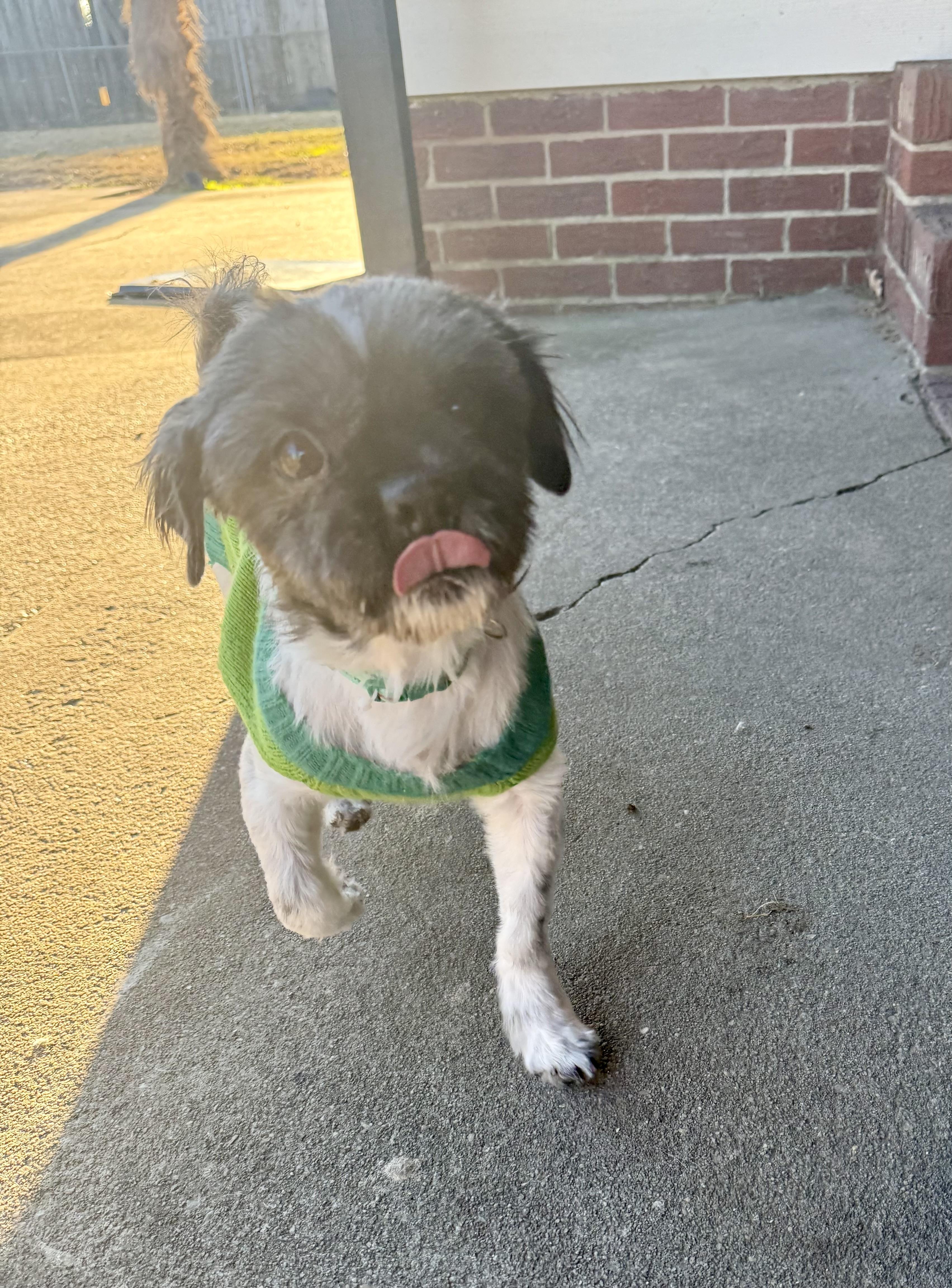 Enlarge Max, a ADOPTABLE Shih Tzu in Hartsville, SC image 1/3
