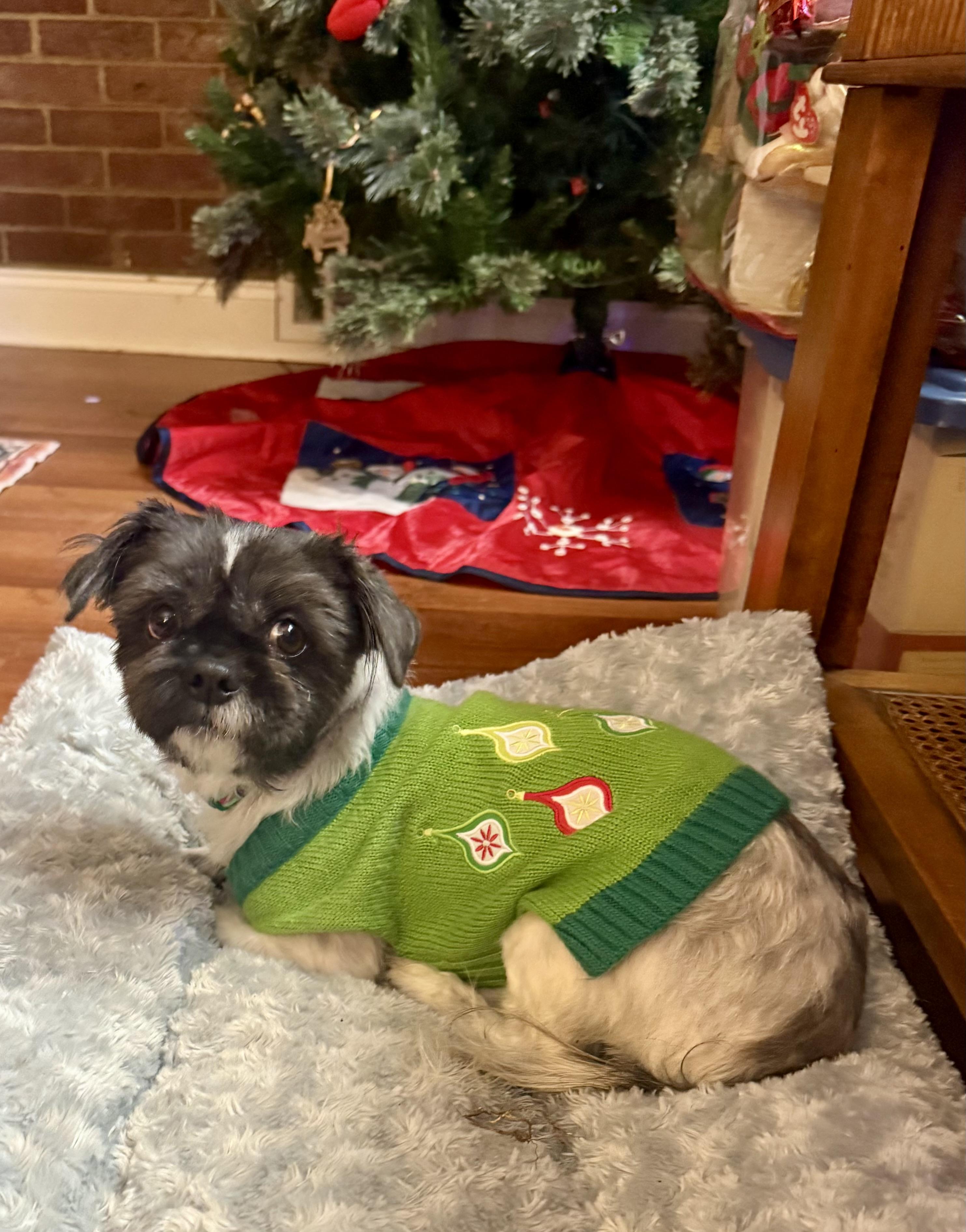 Enlarge Max, a ADOPTABLE Shih Tzu in Hartsville, SC image 3/3