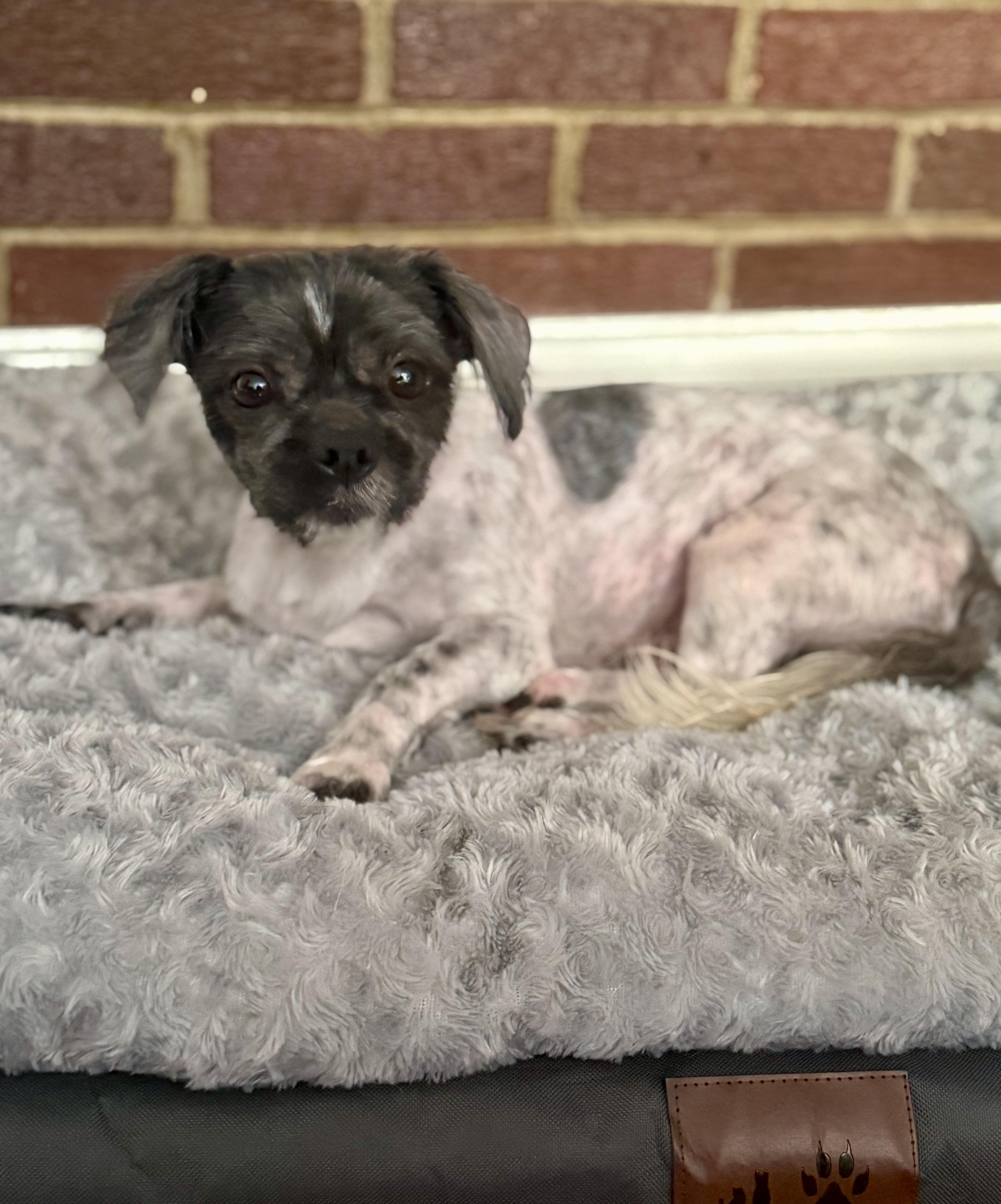 Enlarge Max, a ADOPTABLE Shih Tzu in Hartsville, SC image 2/3