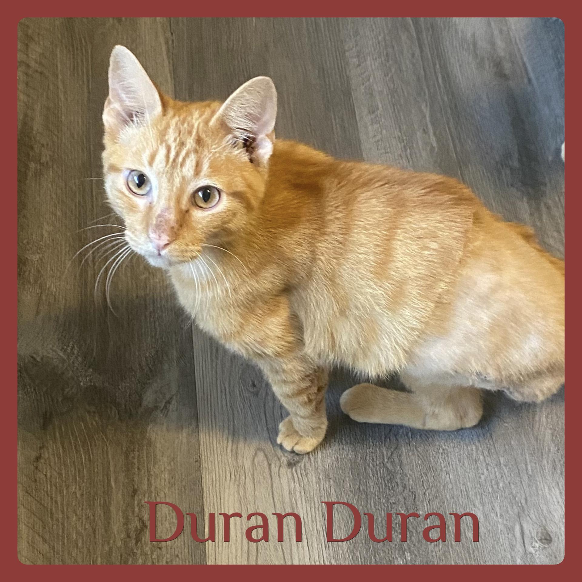 Enlarge DURAN DURAN, an adopted Tabby in Lawton, OK image 1/1