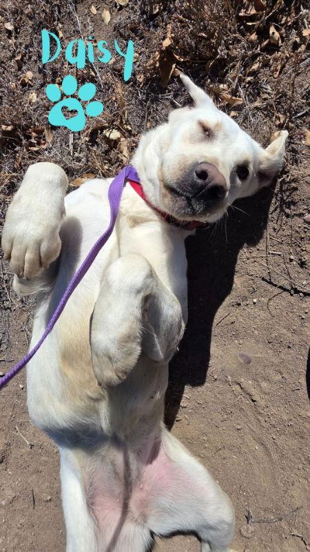 Enlarge Daisy, a Adoptable Labrador Retriever in Monte Vista, CO image 1/3