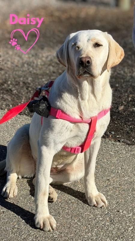 Enlarge Daisy, a Adoptable Labrador Retriever in Monte Vista, CO image 2/3