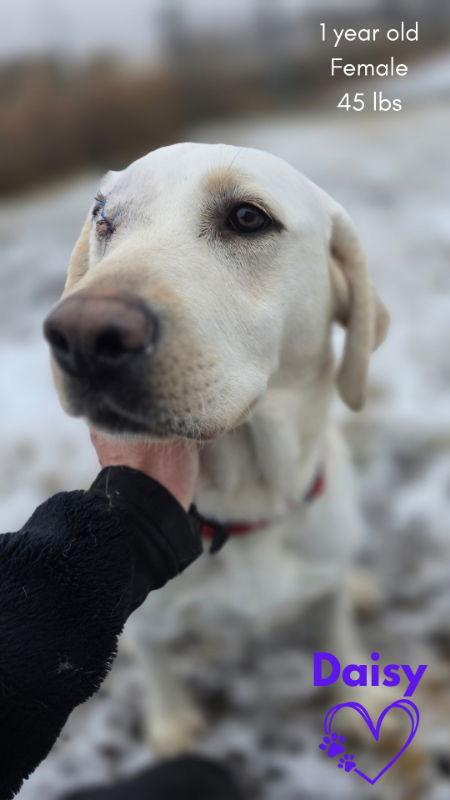 Enlarge Daisy, a Adoptable Labrador Retriever in Monte Vista, CO image 3/3