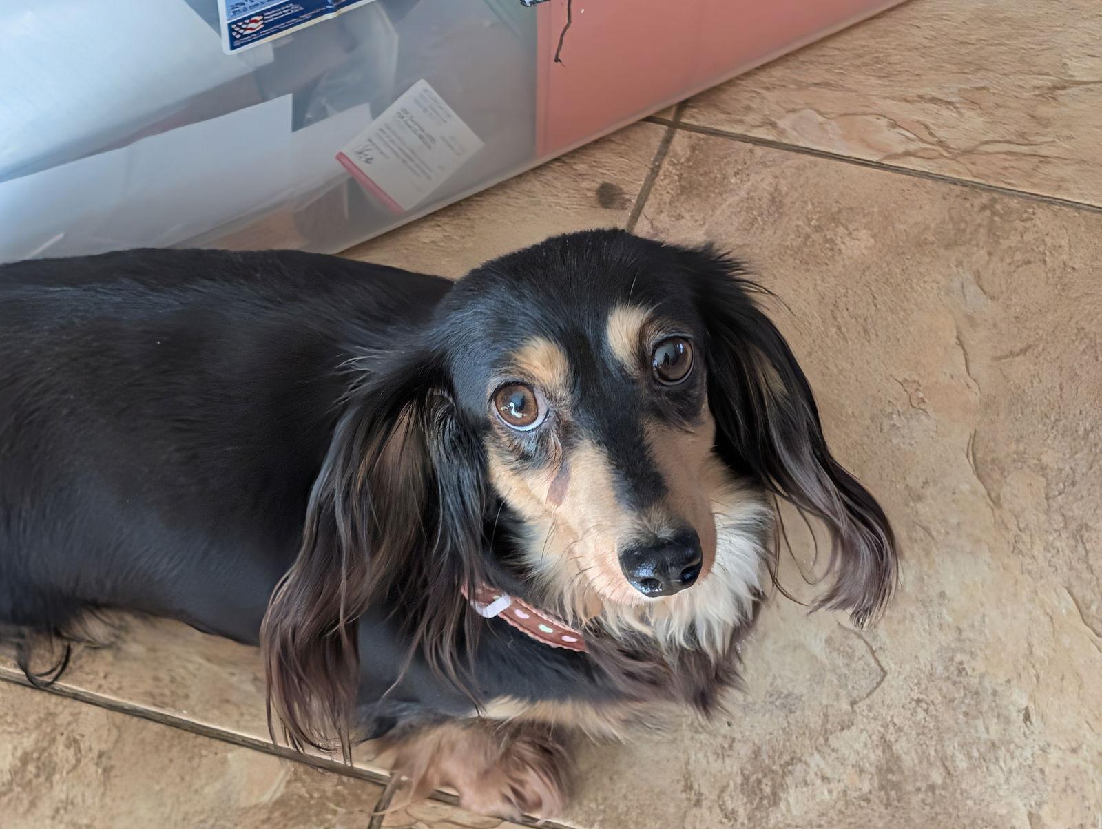 Enlarge Scarlett, a Adoptable Dachshund in Sioux Falls, SD image 1/2