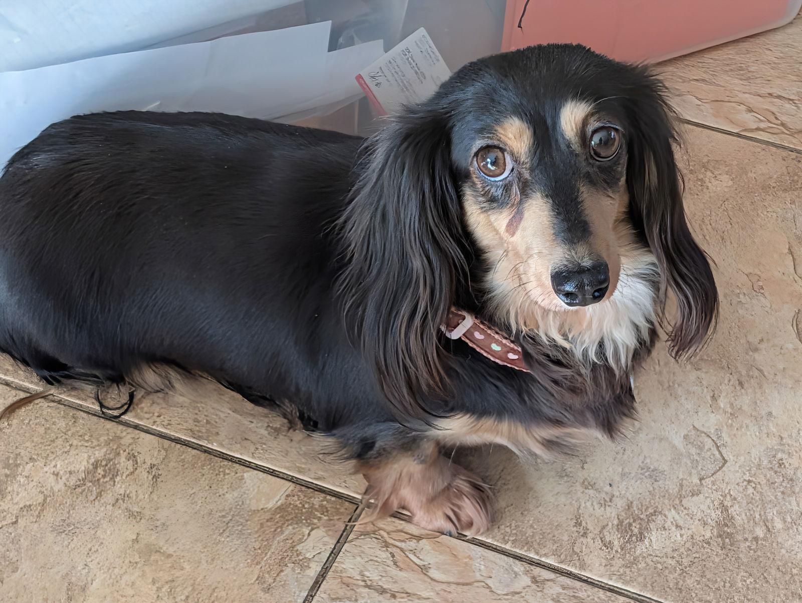 Enlarge Scarlett, a Adoptable Dachshund in Sioux Falls, SD image 2/2