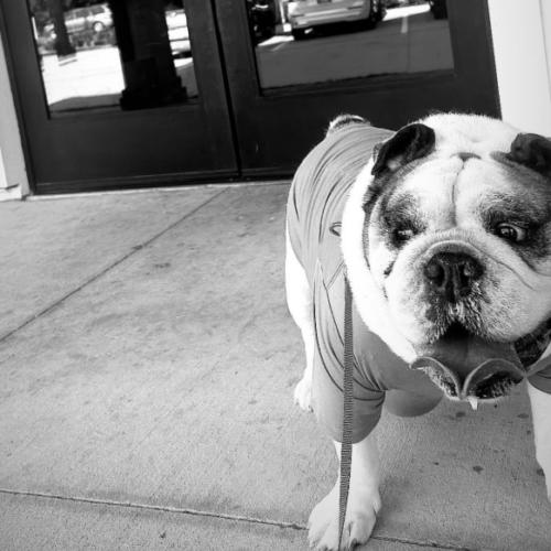 Benjamin, Adoptable, Senior Male English Bulldog & English Bulldog.