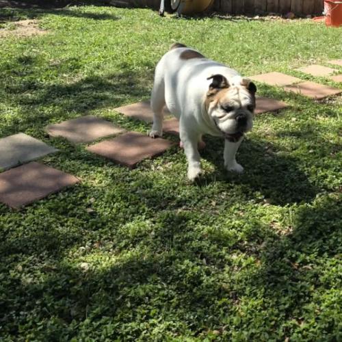 Enlarge Benjamin, a Adoptable mixed breed in Austin, TX image 2/5