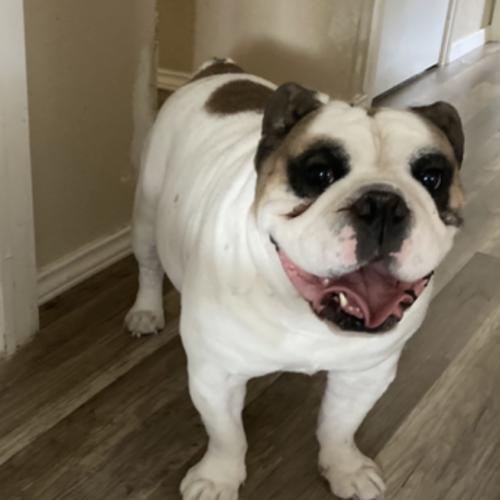 Enlarge Benjamin, a Adoptable mixed breed in Austin, TX image 3/5