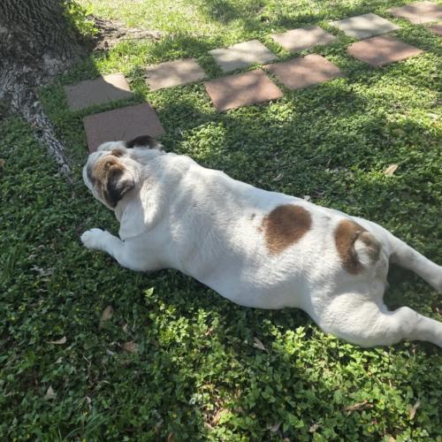 Enlarge Benjamin, a Adoptable mixed breed in Austin, TX image 4/5