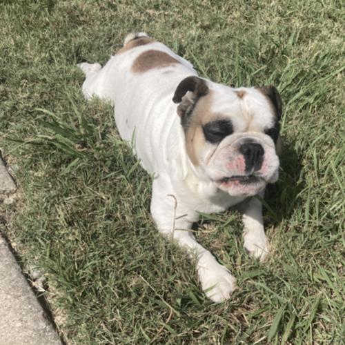 Enlarge Benjamin, a Adoptable mixed breed in Austin, TX image 5/5