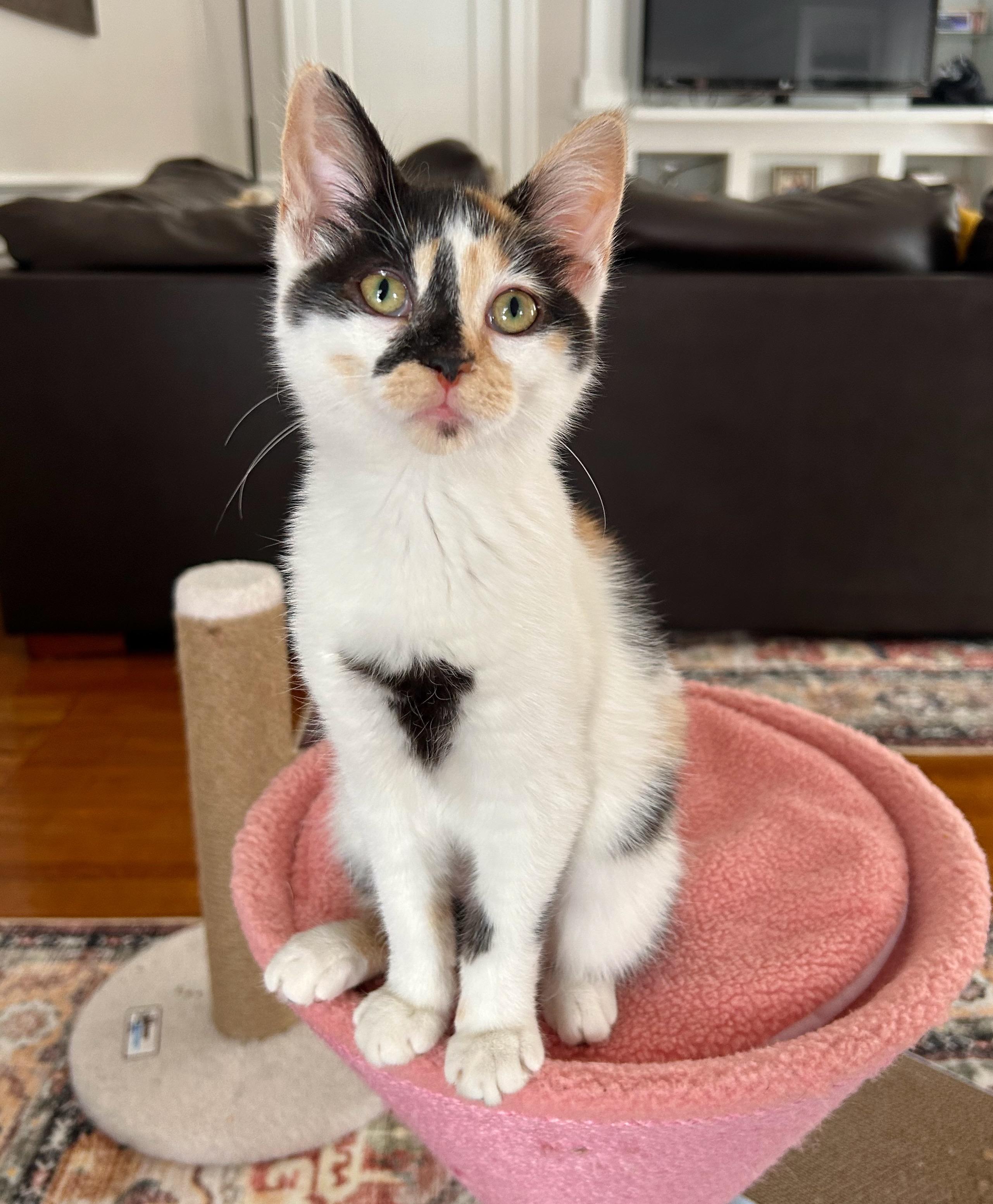 Ember, ADOPTABLE, Young Female Calico.