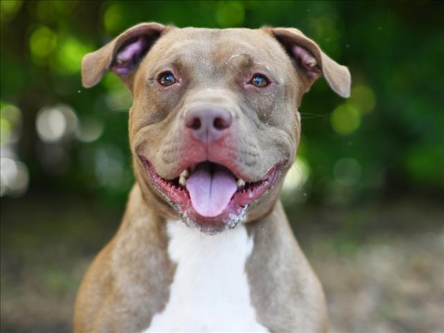 HADDOCK, Adoptable, Adult Male American Bulldog.