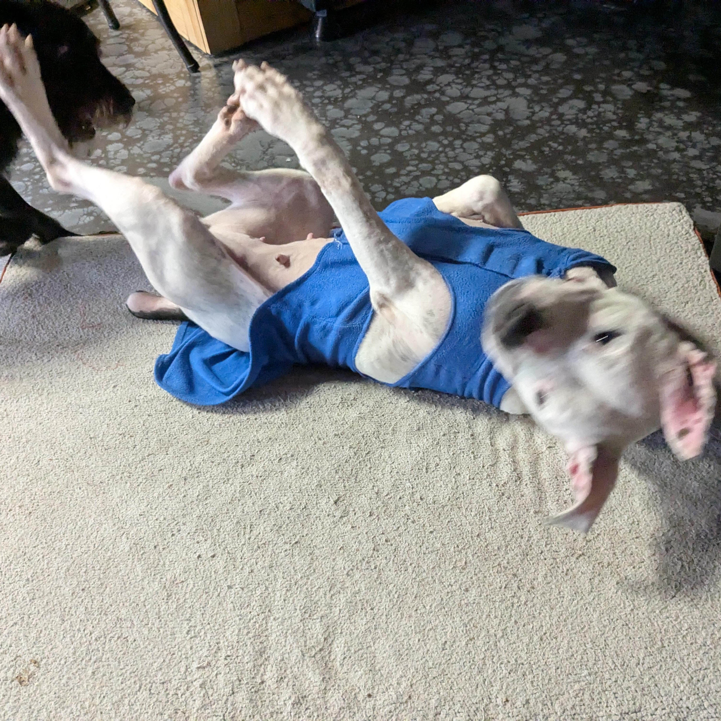 Enlarge Mira - COURTESY POST, a Adoptable Pit Bull Terrier in Fowlerville, MI image 6/6