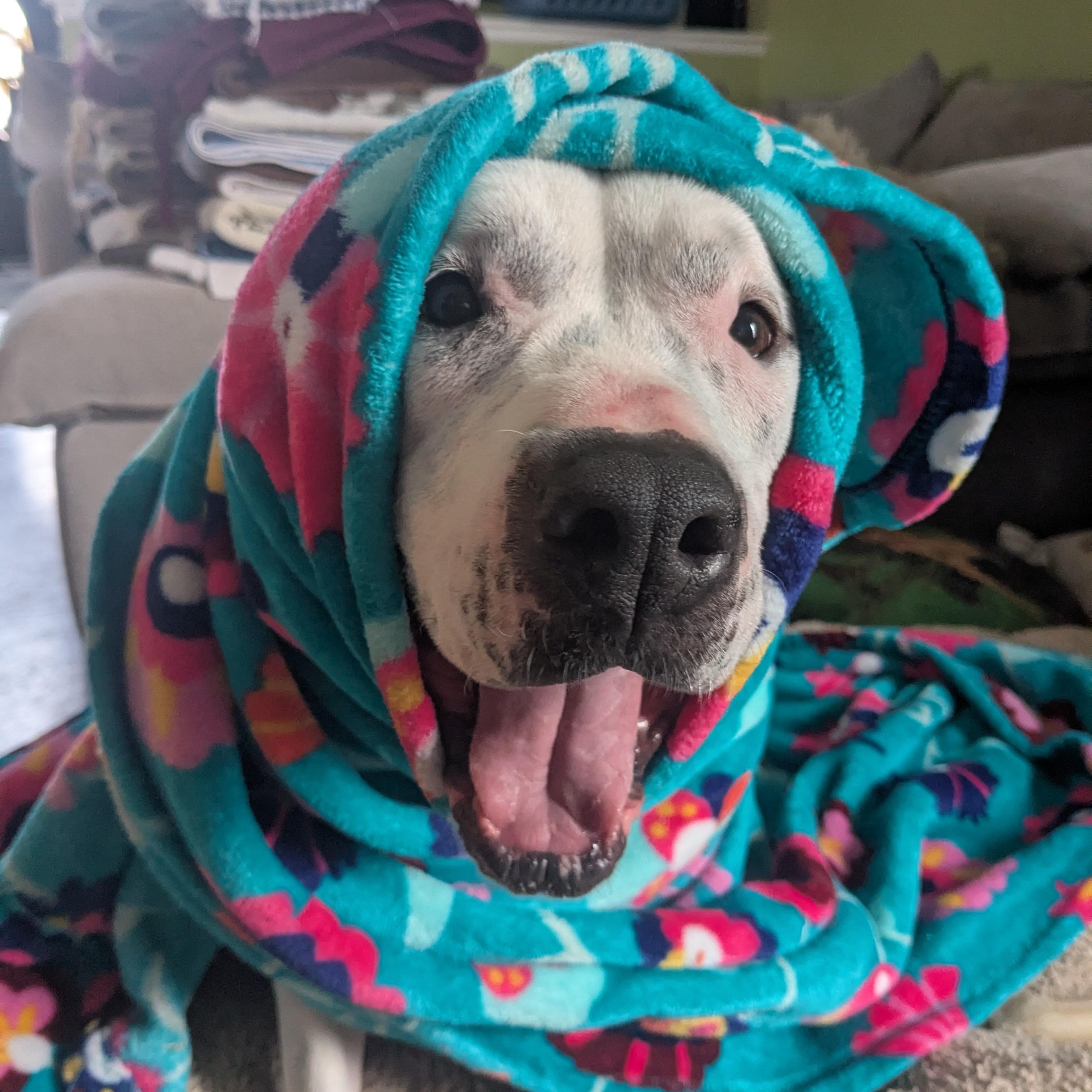 Enlarge Mira - COURTESY POST, a Adoptable Pit Bull Terrier in Fowlerville, MI image 3/6