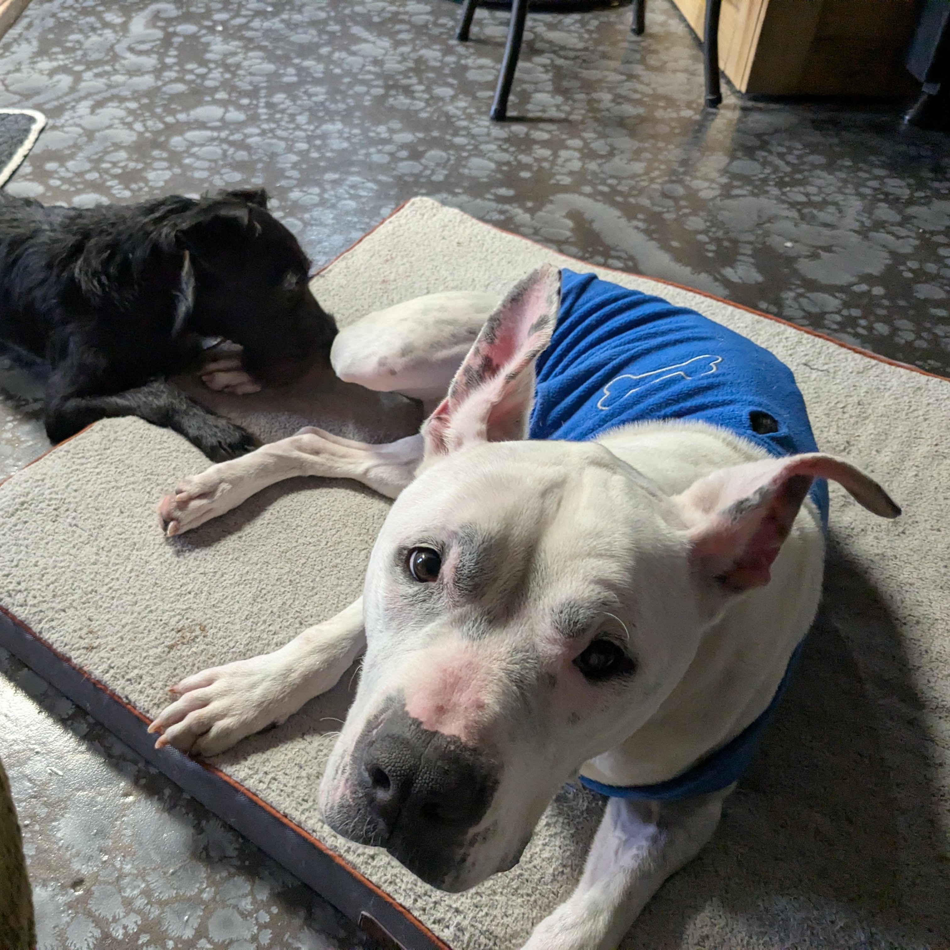 Enlarge Mira - COURTESY POST, a Adoptable Pit Bull Terrier in Fowlerville, MI image 1/6