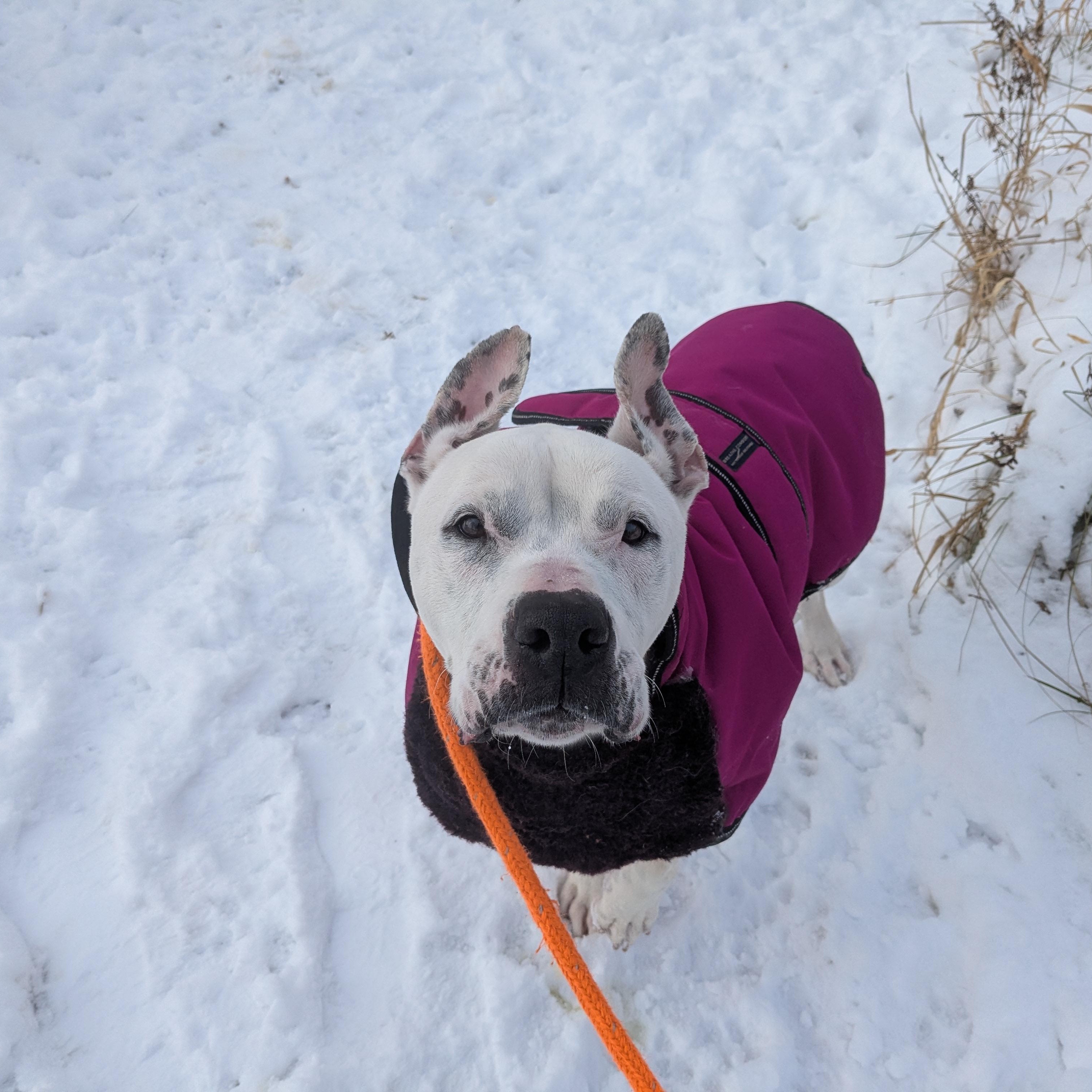 Enlarge Mira - COURTESY POST, a Adoptable Pit Bull Terrier in Fowlerville, MI image 2/6
