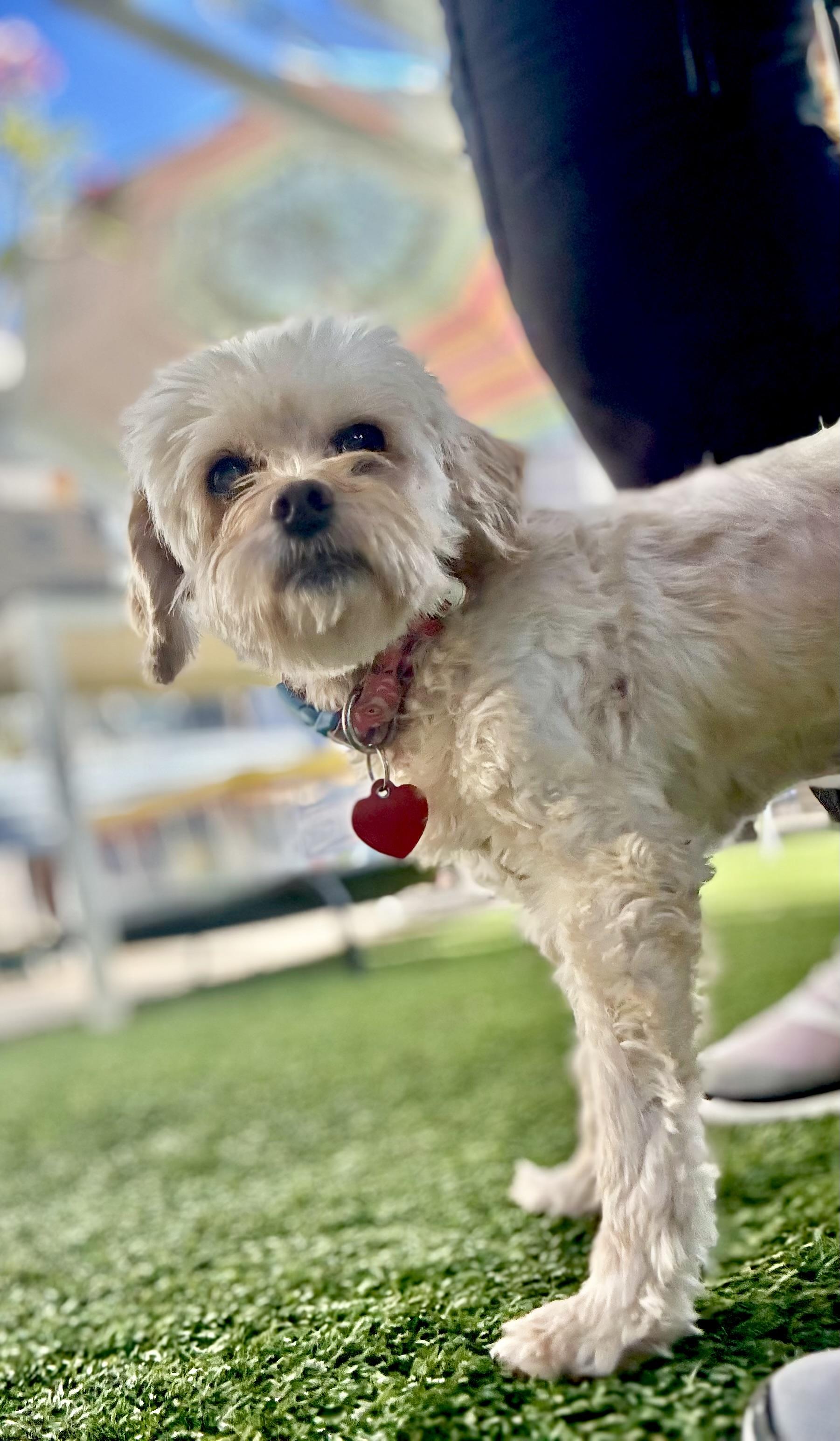 Trishelle is 9 lbs of love, an adoptable Maltipoo in Los Angeles, CA, 90035 | Photo Image 6
