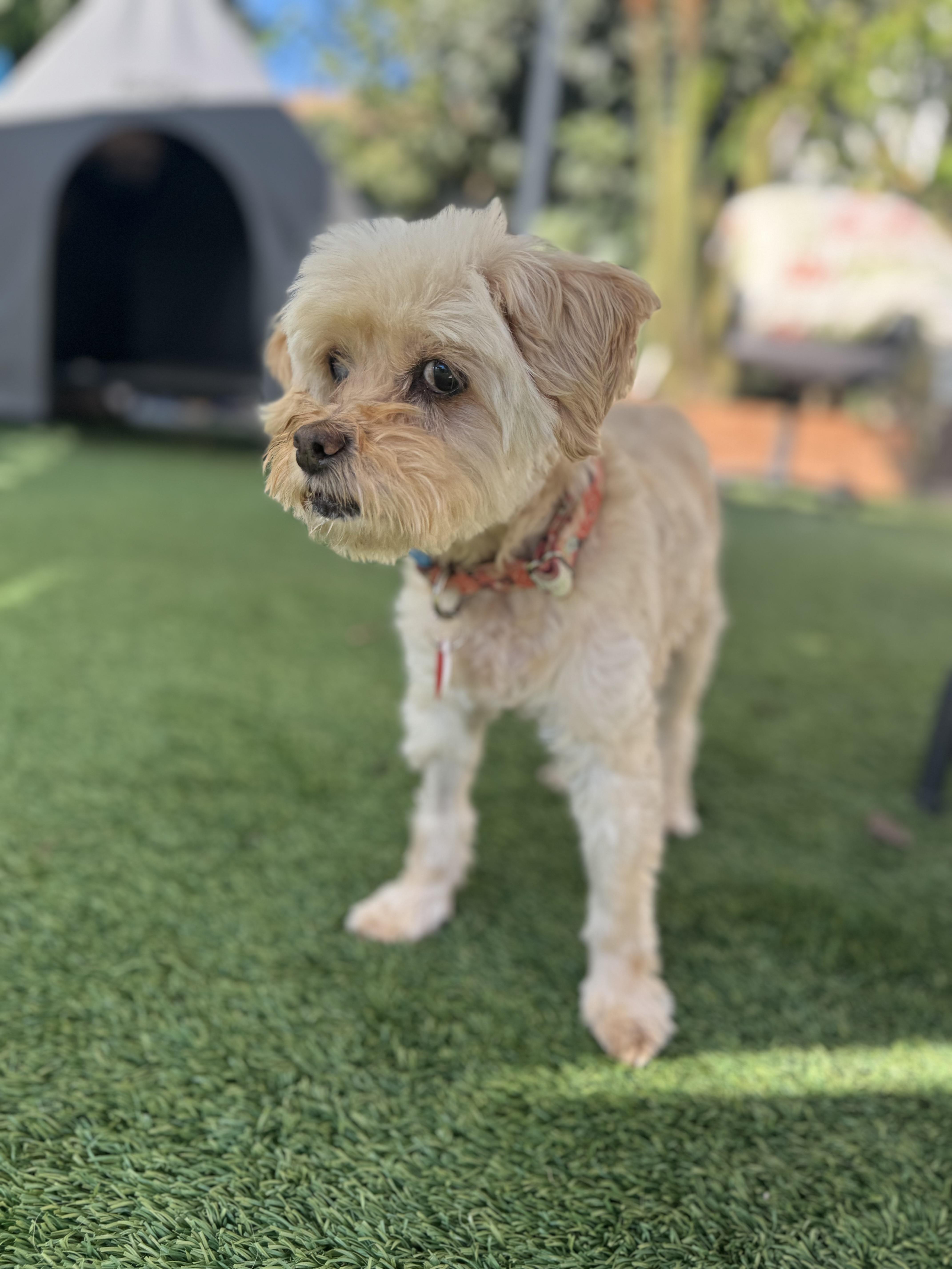 Trishelle is 9 lbs of love, an adoptable Maltipoo in Los Angeles, CA, 90035 | Photo Image 1