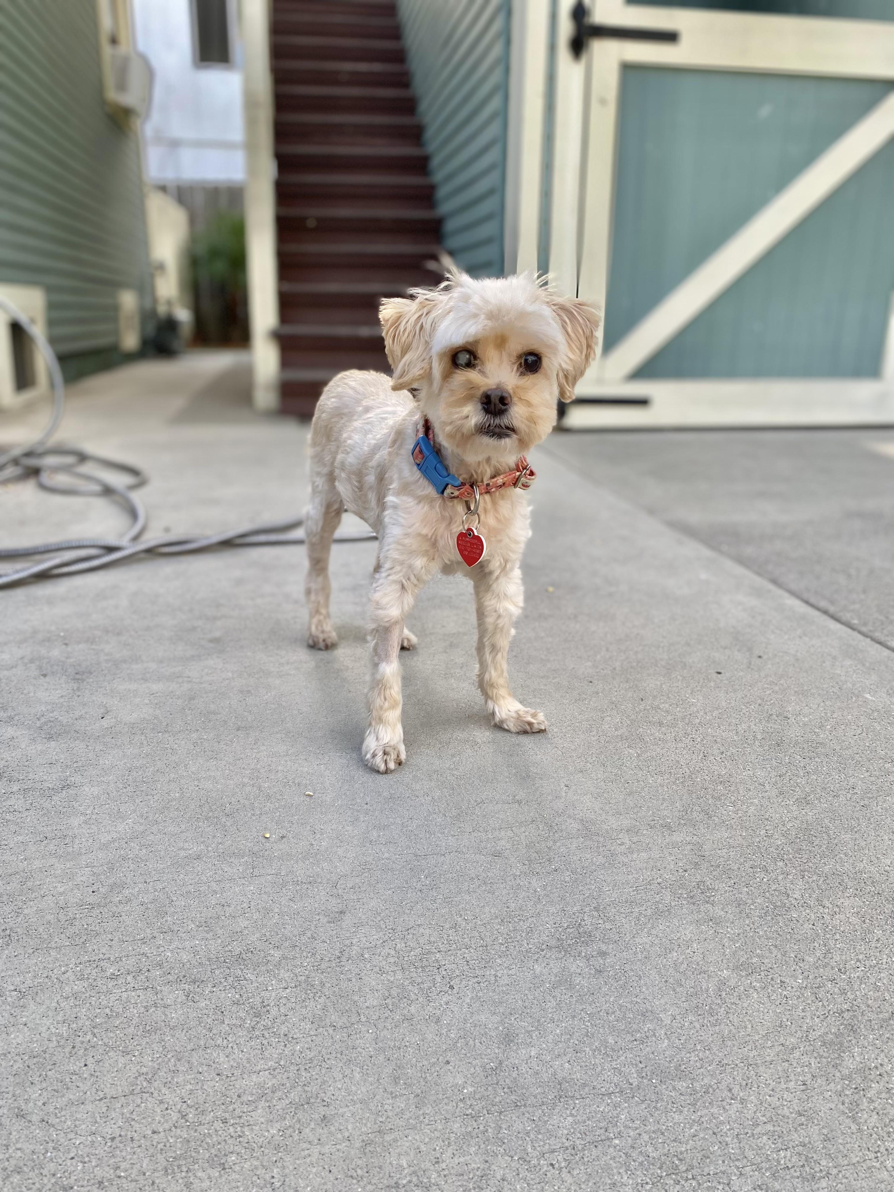Trishelle is 9 lbs of love, an adoptable Maltipoo in Los Angeles, CA, 90035 | Photo Image 3
