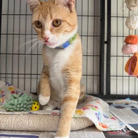 Enlarge LUCY, a Adoptable Domestic Short Hair in Millerstown, PA image 4/4