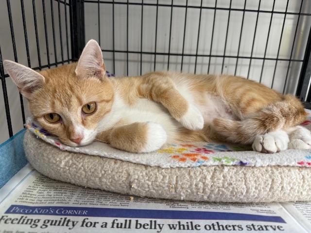 Enlarge LUCY, a Adoptable Domestic Short Hair in Millerstown, PA image 2/4