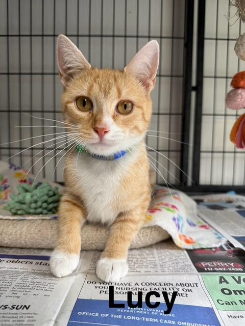 LUCY, Adoptable, Adult Female Domestic Short Hair.