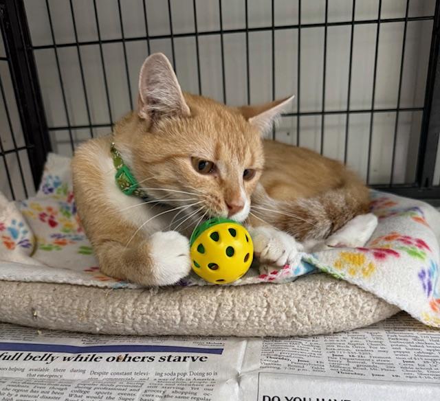 Enlarge LUCY, a Adoptable Domestic Short Hair in Millerstown, PA image 3/4