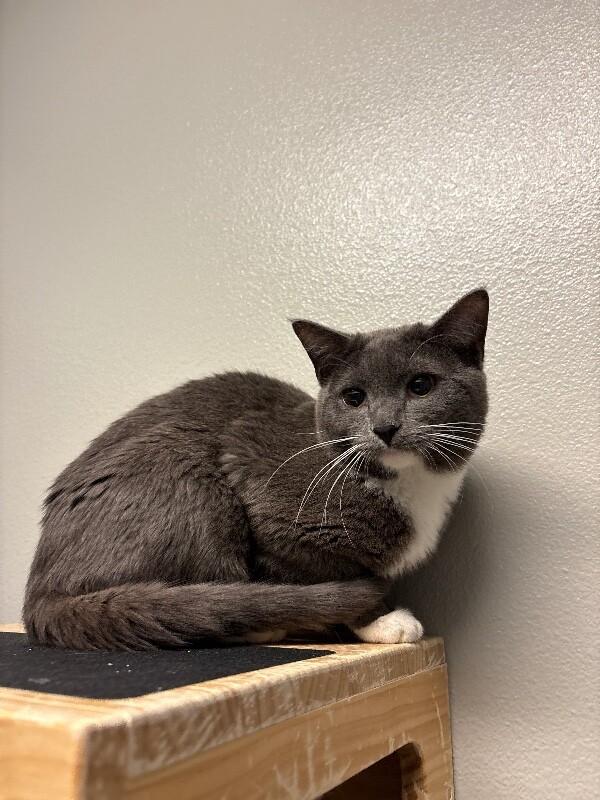 Farfalle, Adoptable, Adult Male Domestic Short Hair.