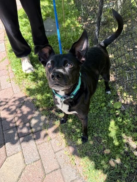 boone, adopted, Adult Male Labrador Retriever.
